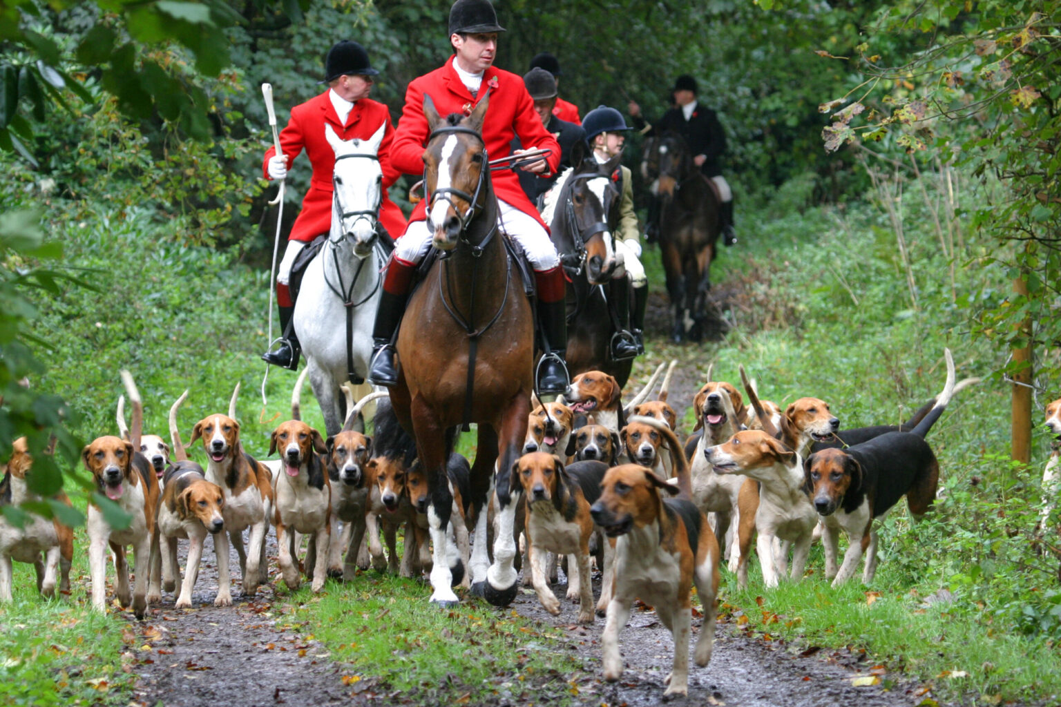 ‘Good Intentions’ Uber Alles: Britain’s Fox Hunting Ban Has Decimated its Fox Population
