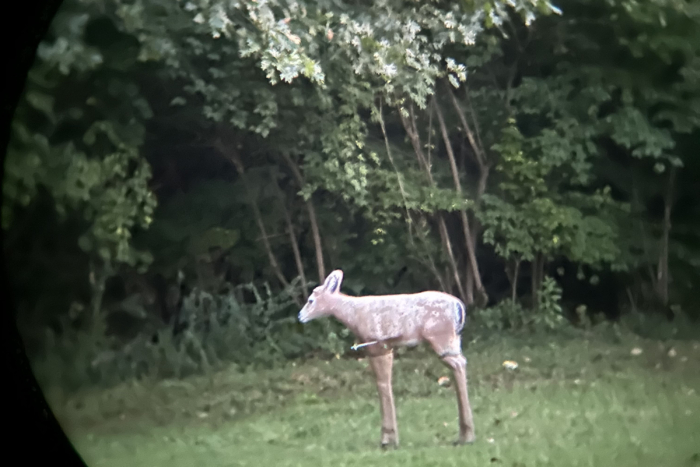 The image of a #D deer through binoculars with a 42mm objective lens