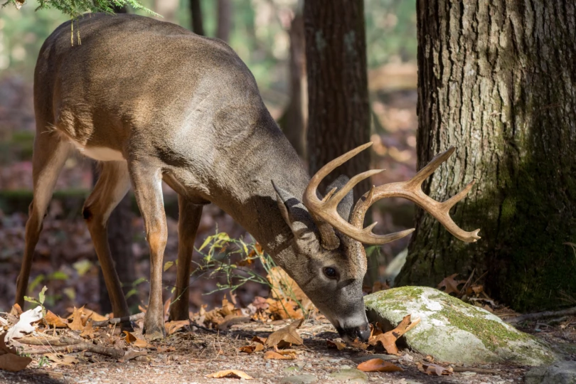 Whitetail Deer