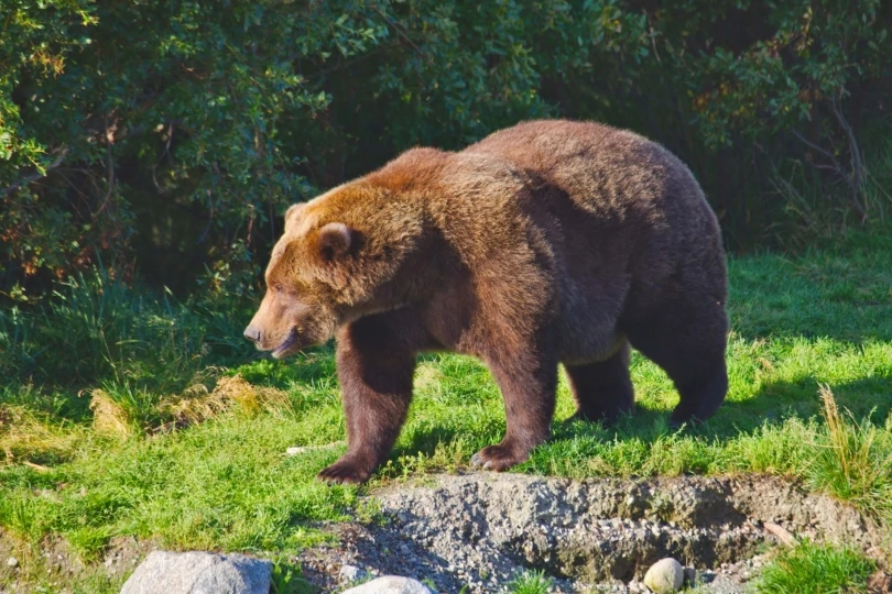 Fat Bear Week