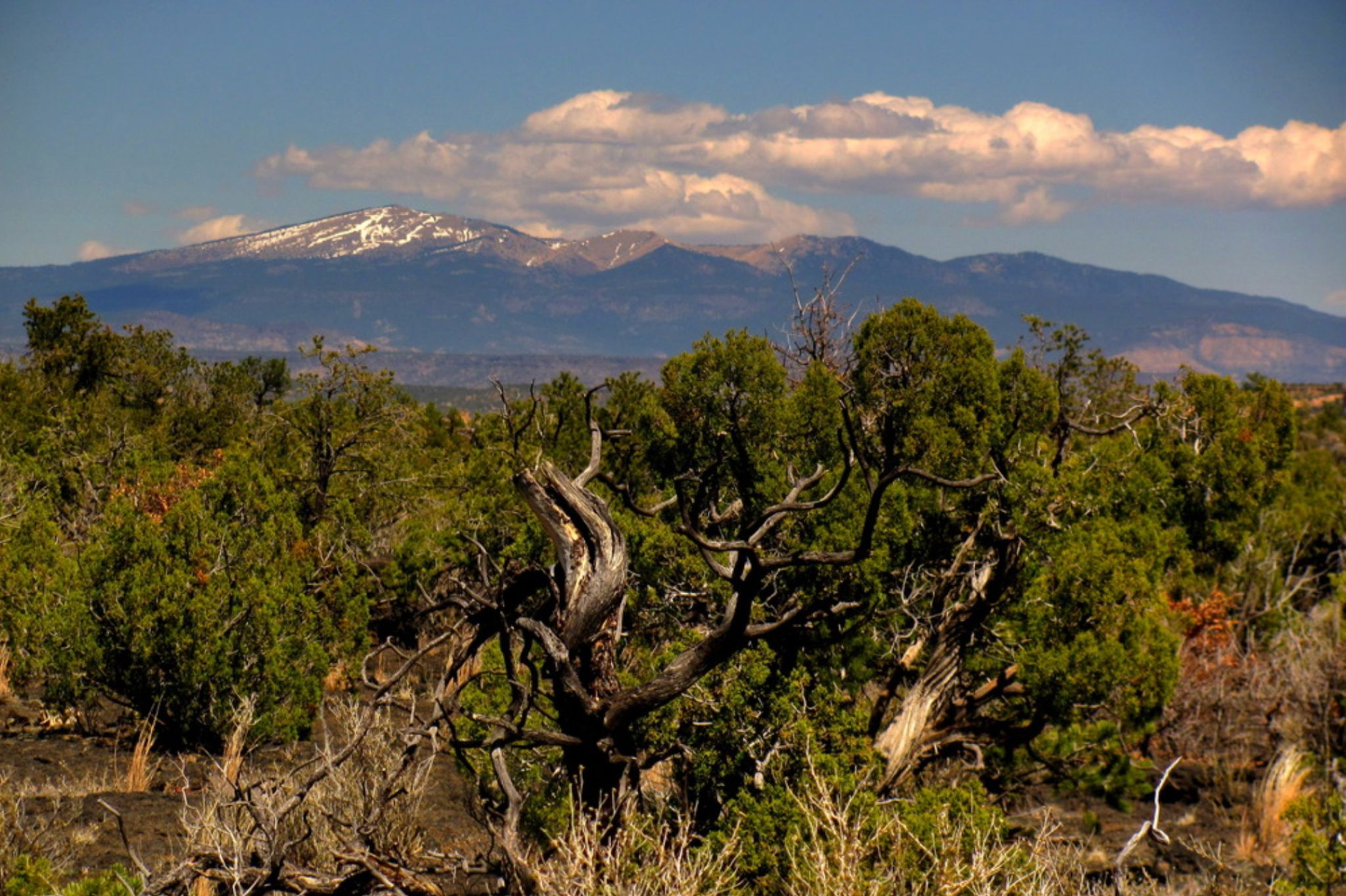 forest with snow peaked mountain in background