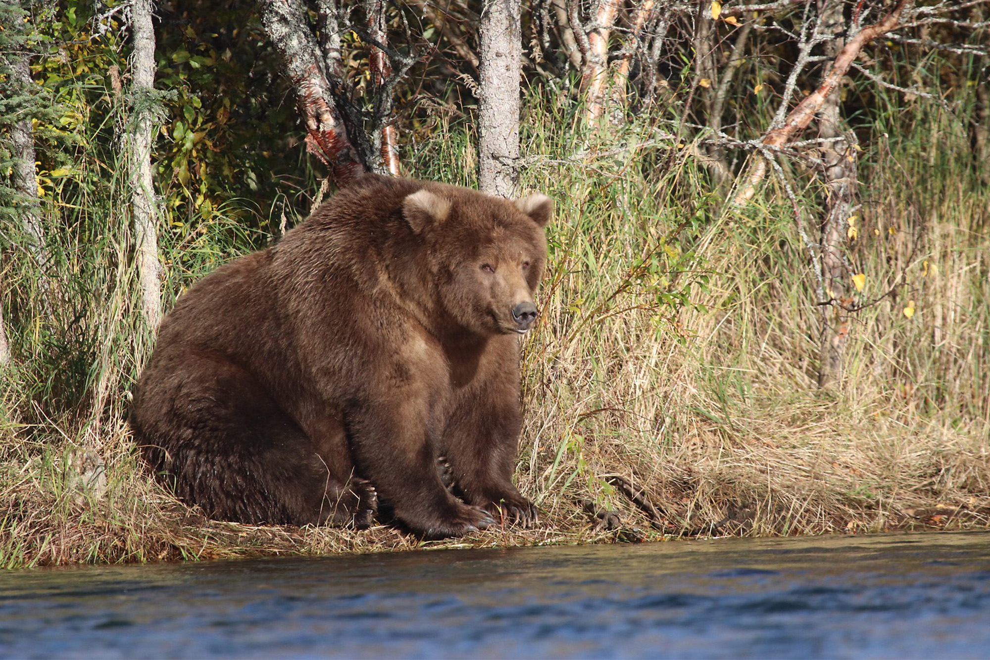Fat bear week