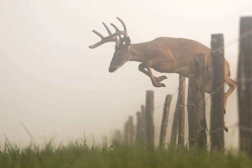 Whitetail Deer Jumping Fence