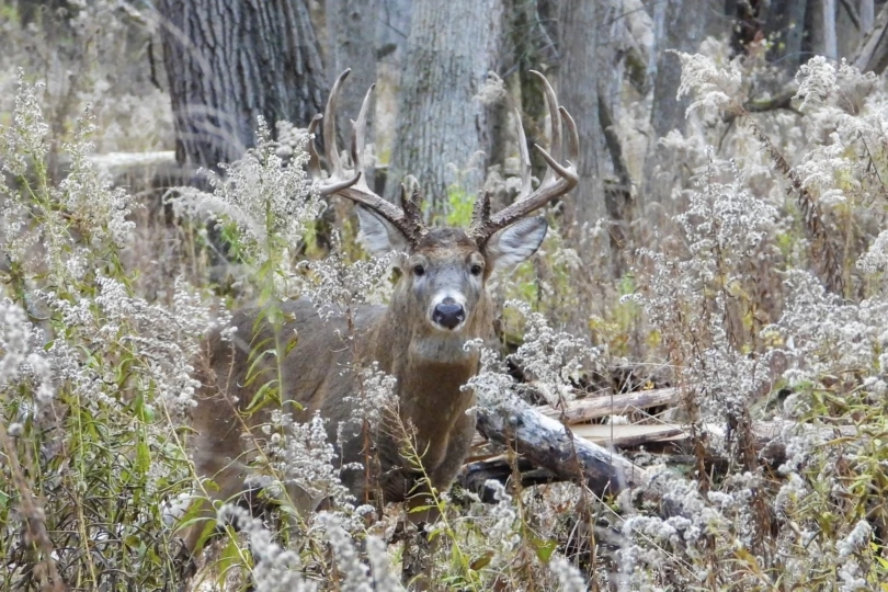 Whitetail Deer