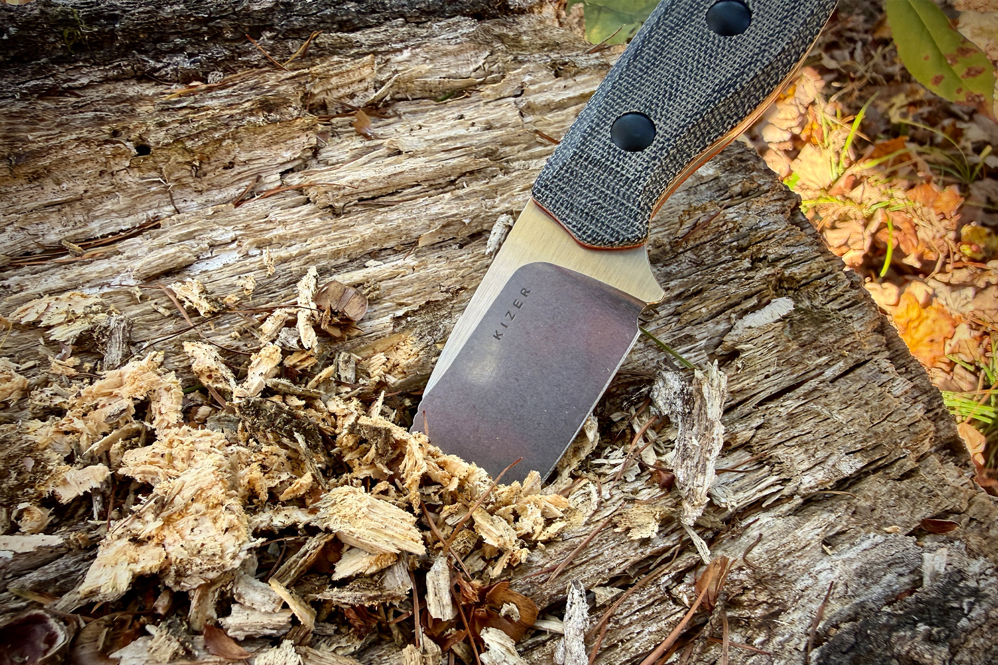 Kizer Beaver Knife carving wood on a fallen log
