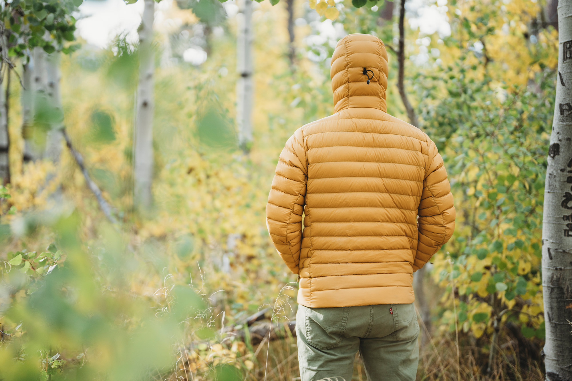 Patagonia Down Sweater Hoody in yellow seen from the back in the forest