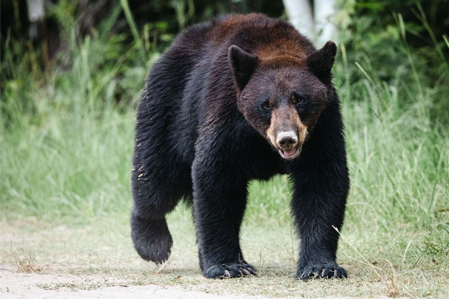 Bear Attacks, Kills Man at Popular Arkansas Campground