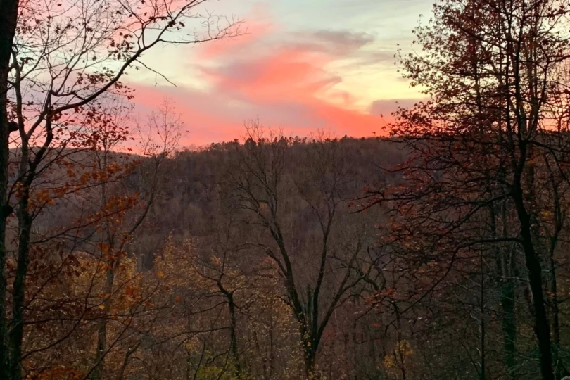 sunset and forest