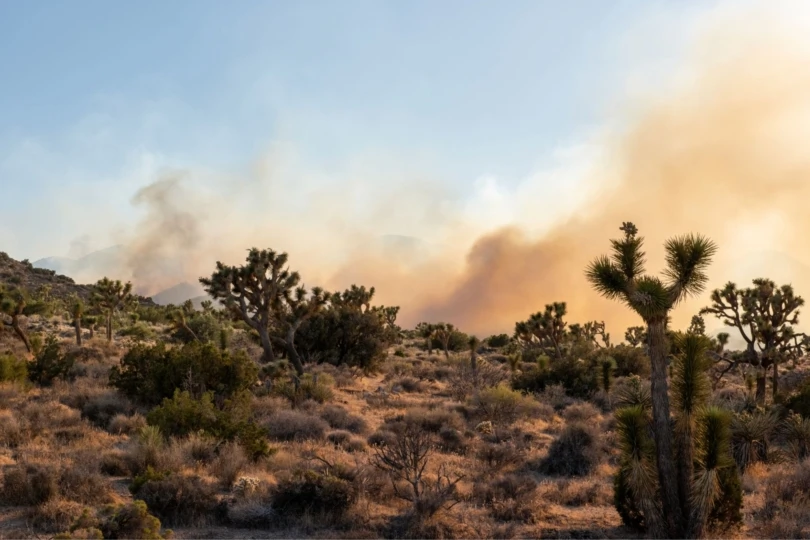 smoke from a wildfire engulfs desert landscape with joshua trees