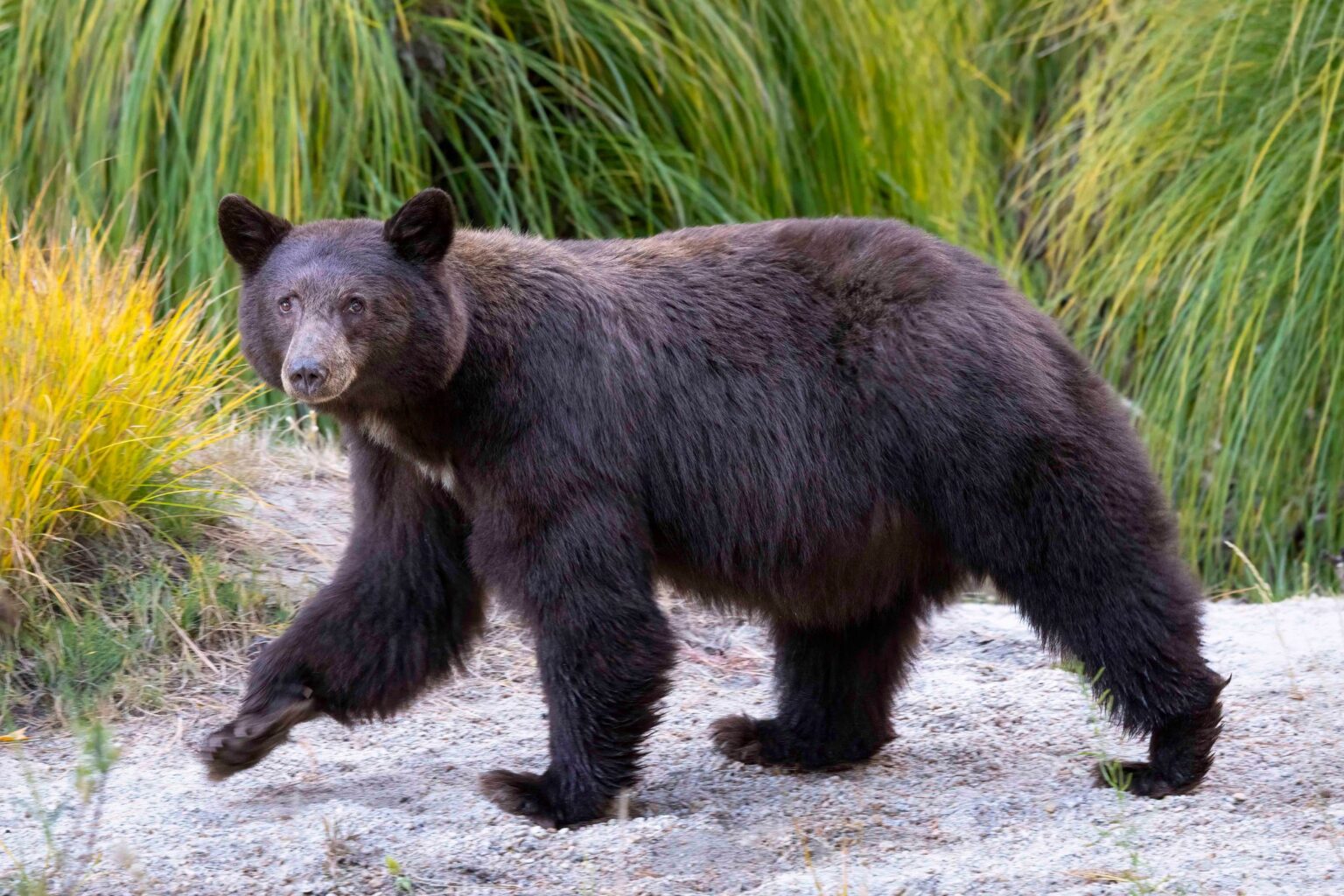 Animal Photos From ‘Yosemite Wildlife’ Book Will Stop Your Scroll Animal Photos From ‘Yosemite Wildlife’ Book Will Stop Your Scroll