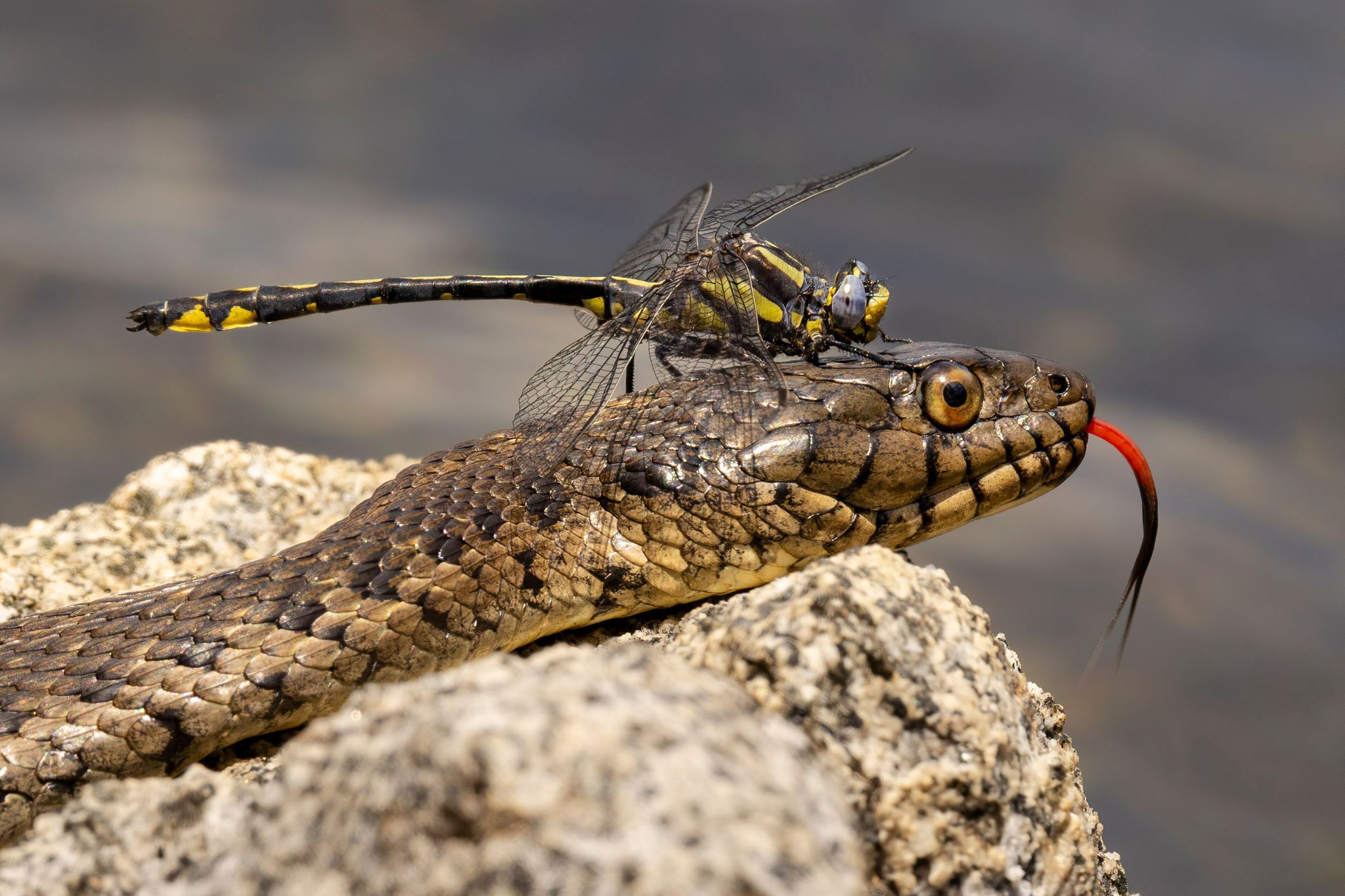 dragonfly lands on snake's head