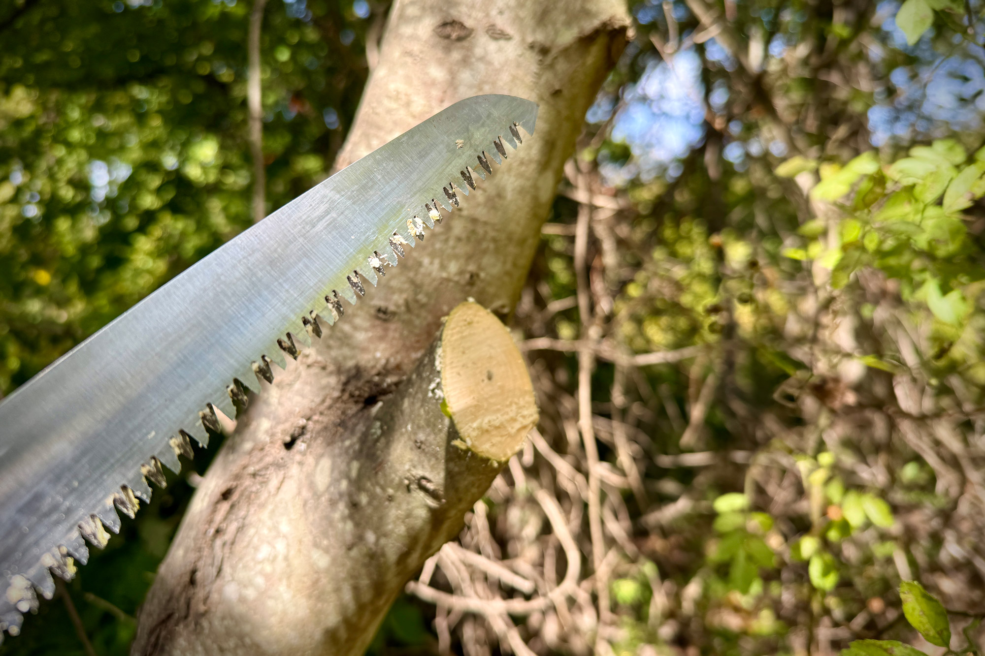 Woxna Ljusnan 10-in. Folding Saw cutting through a tree branch, with its sharp teeth biting cleanly into the wood