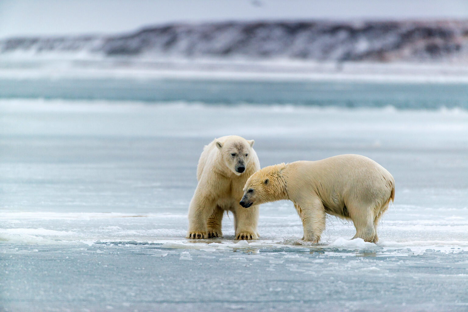 Trump Reopens Arctic National Wildlife Refuge to Oil and Gas Drilling