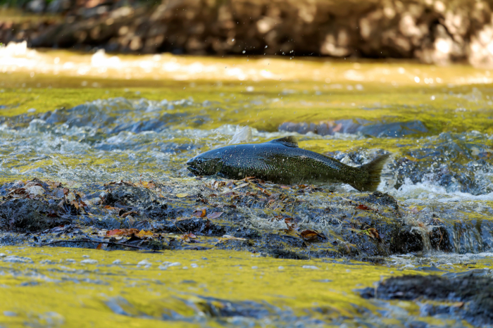 Salmon Reclaim the Klamath: First Chinook Seen Above Dams in 100 Years Salmon Reclaim the Klamath: First Chinook Seen Above Dams in 100 Years