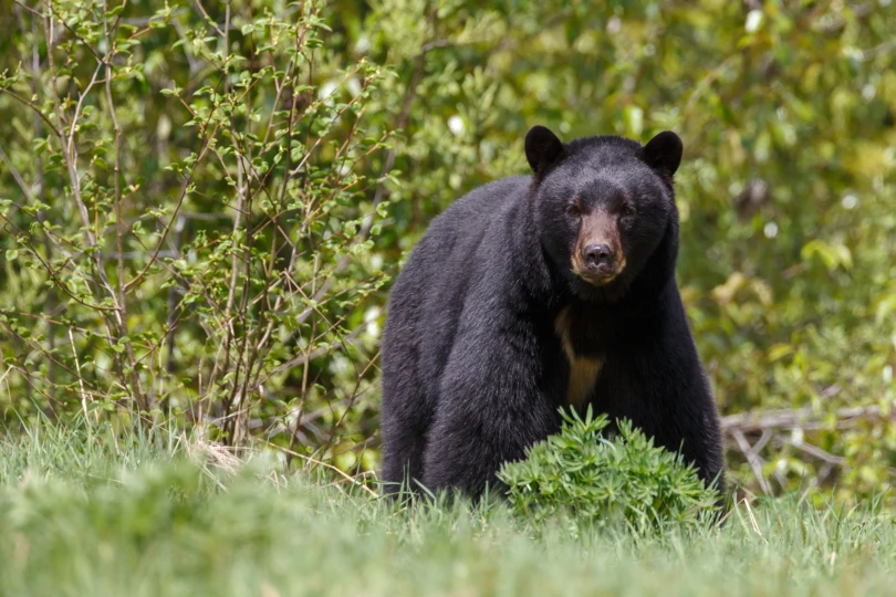Black Bear Bear Hunting
