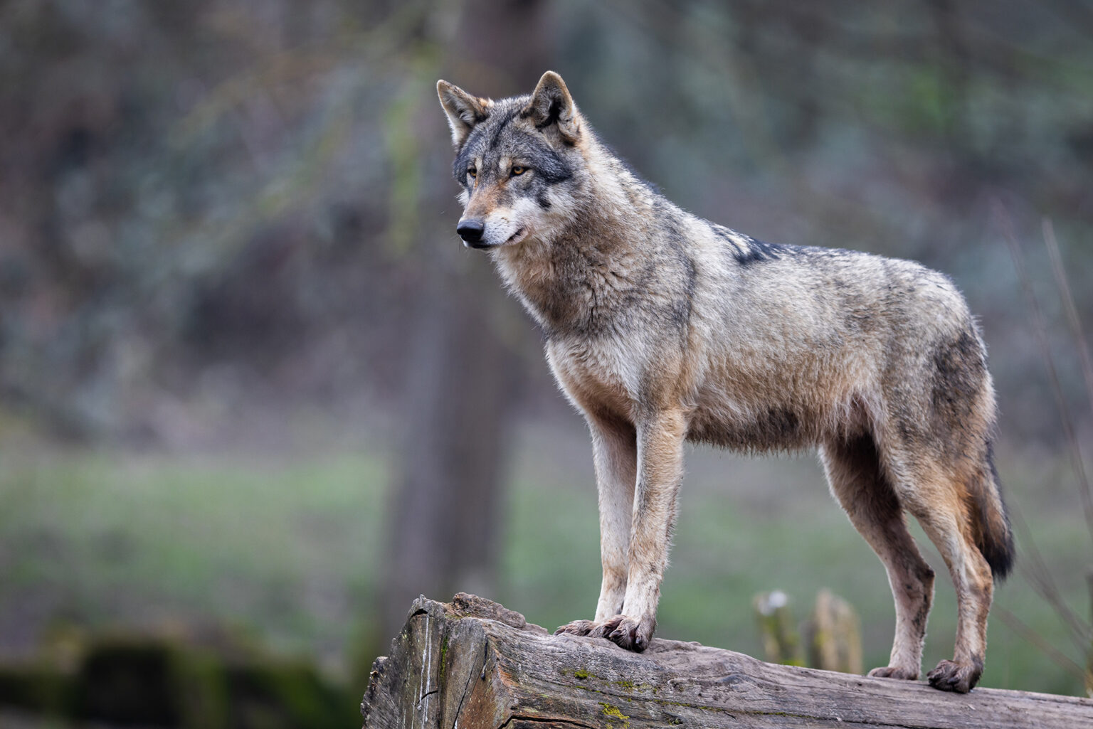 Wolves Kill 6 Hunting Dogs in Northern Wisconsin Over Weekend
