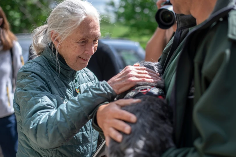 Jane Goodall