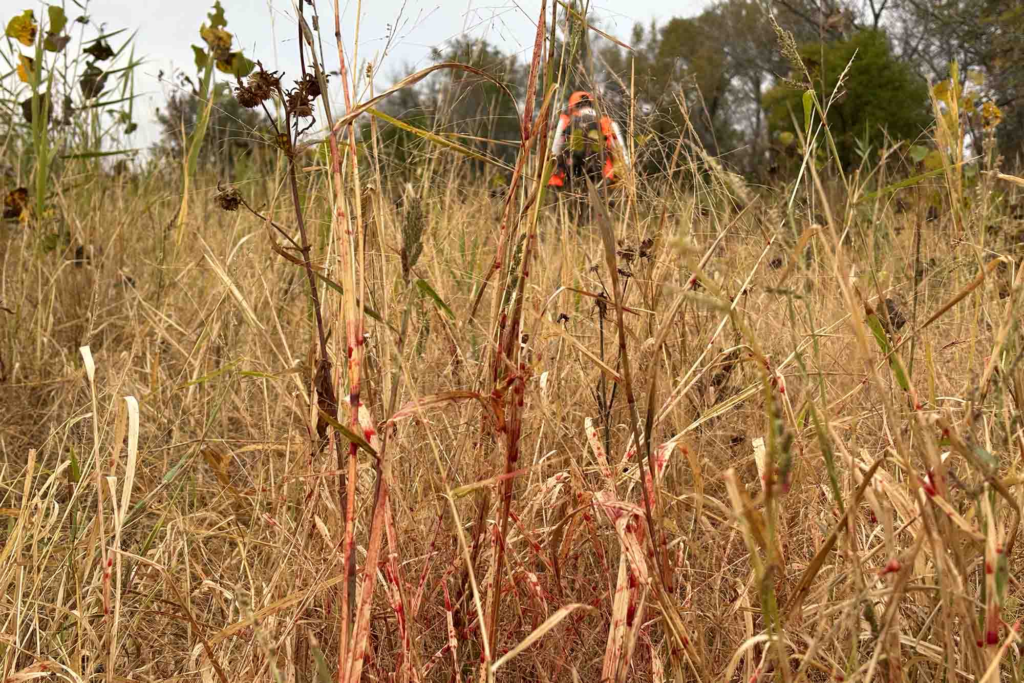 deer blood on leaves