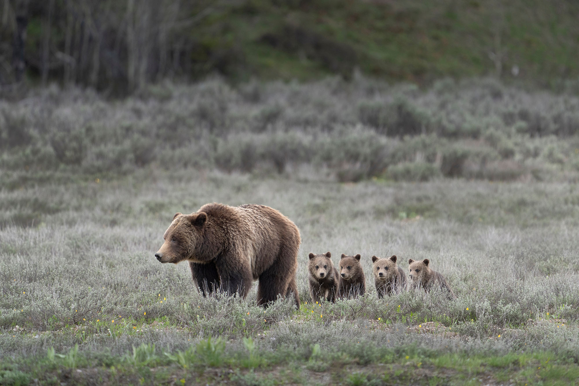 Grilzzly Bear Sow and Cubs
