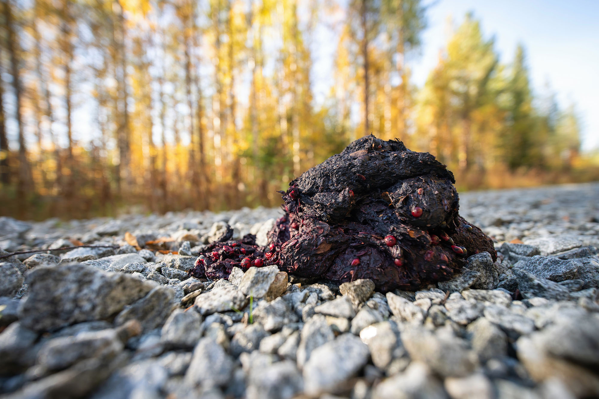 bear scat, poop