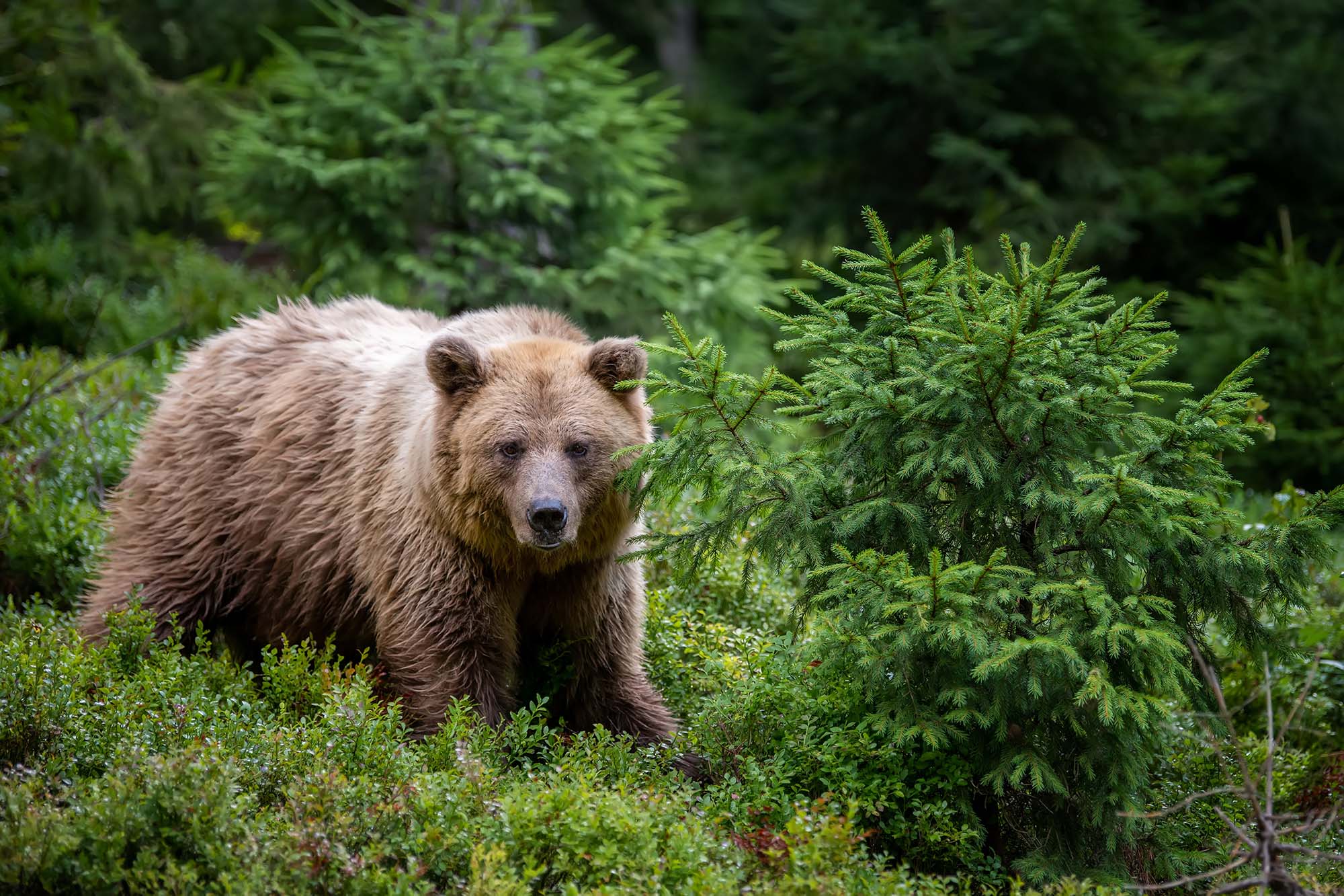 Brown Bear