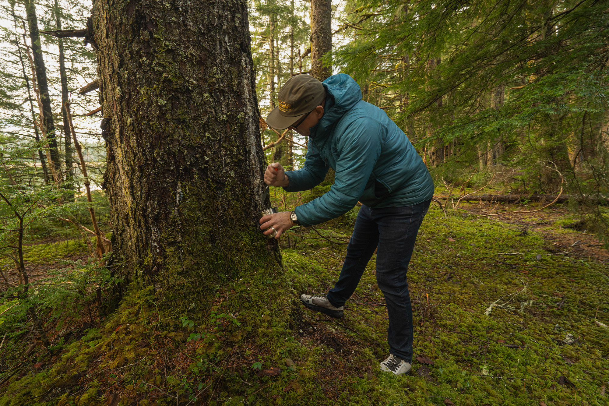 A person chisels spruce resin from a tree into a metal container