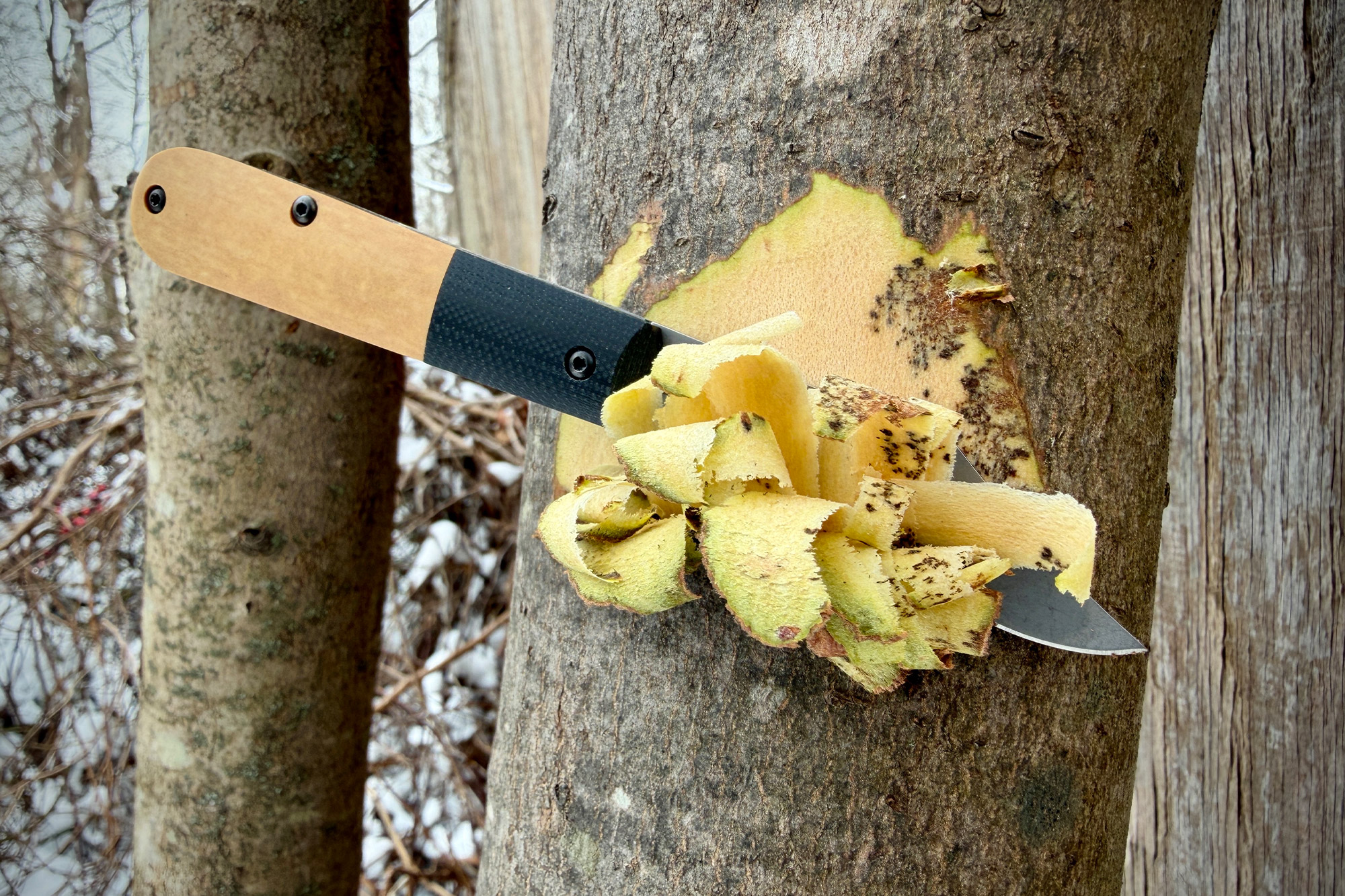 The Case Crossroads knife embedded in tree bark with wood shavings visible
