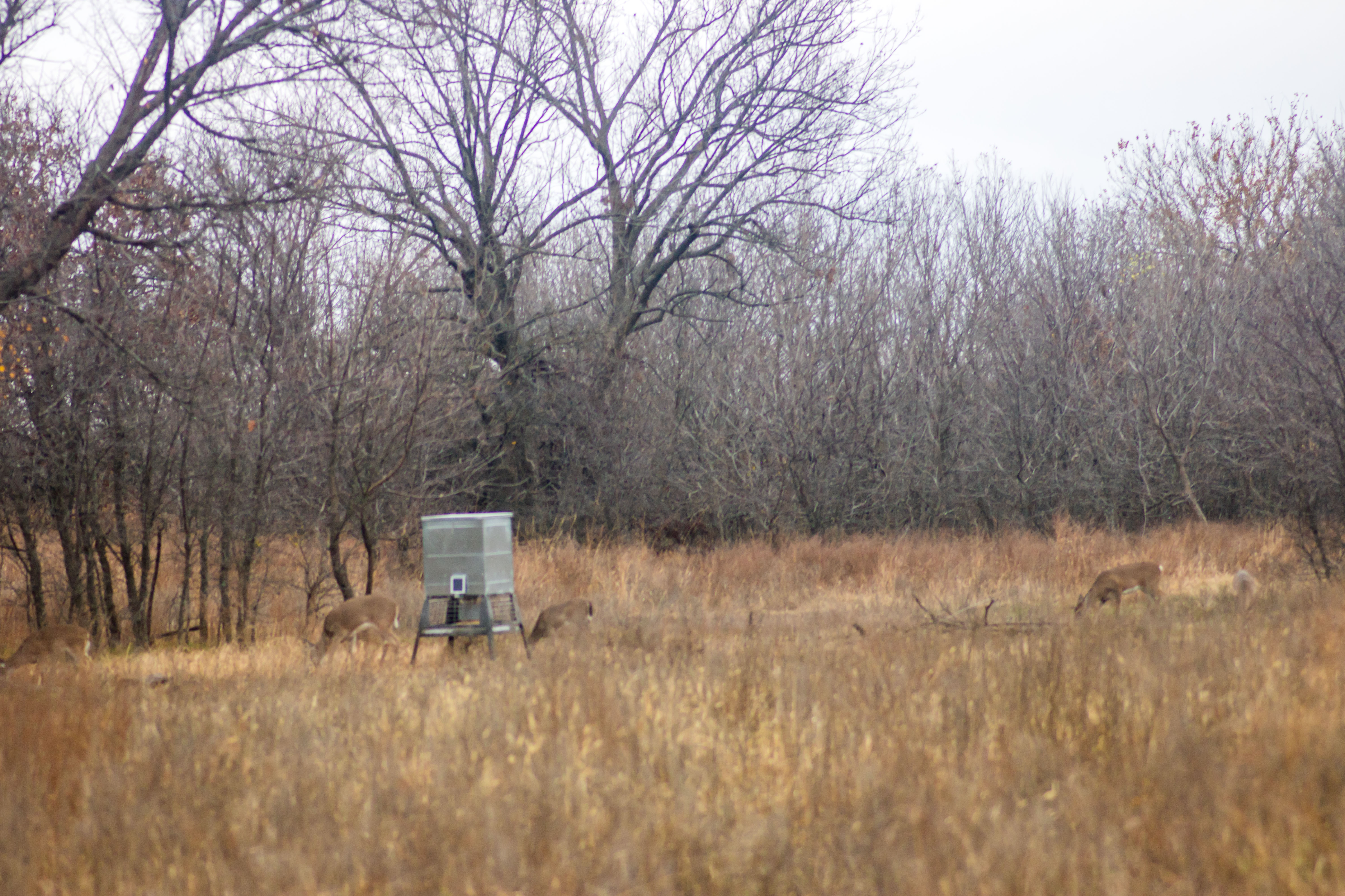 Deer in front of a feeder at the Cross Bell Ranch.