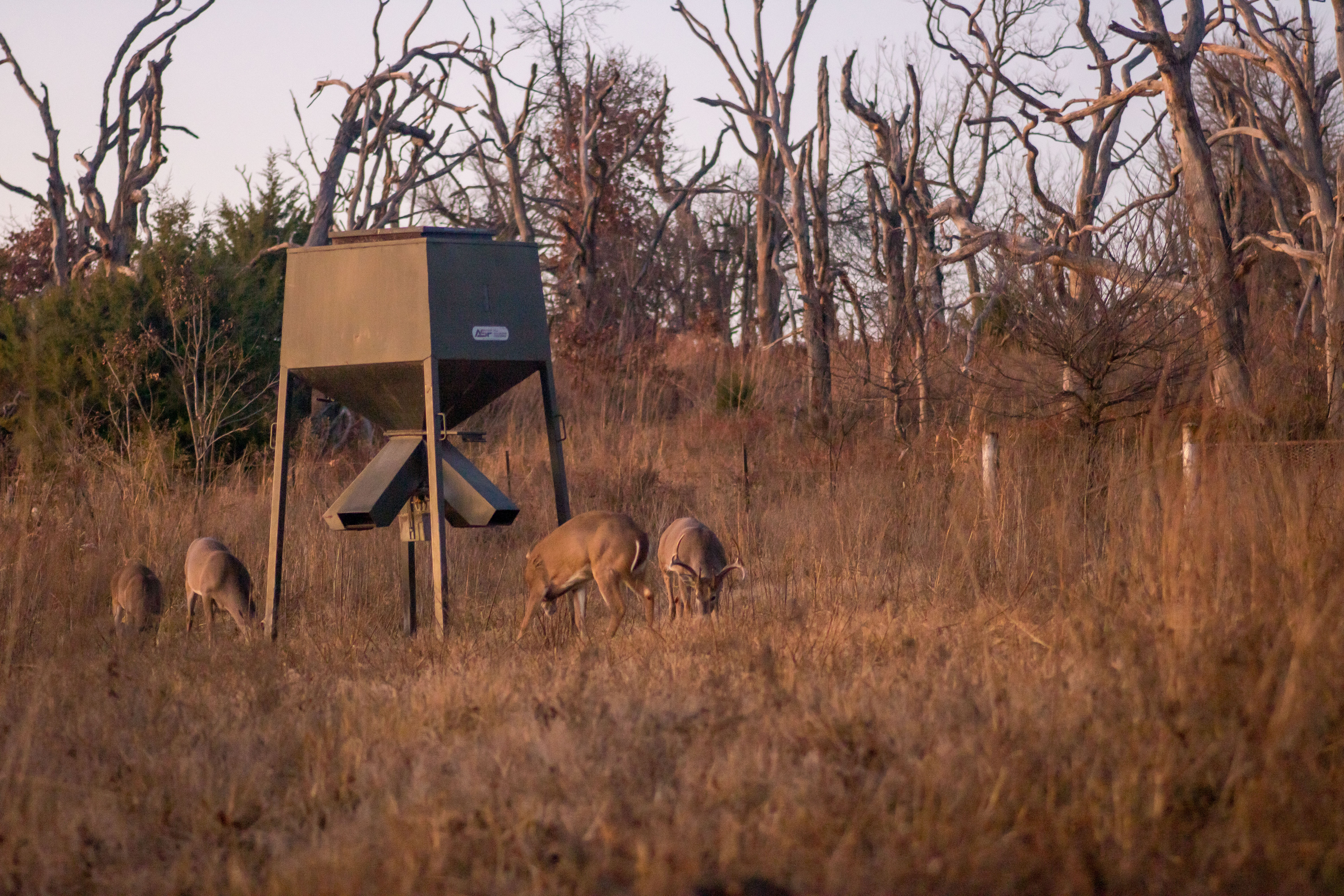 Deer getting ready to fight beneath a feeder