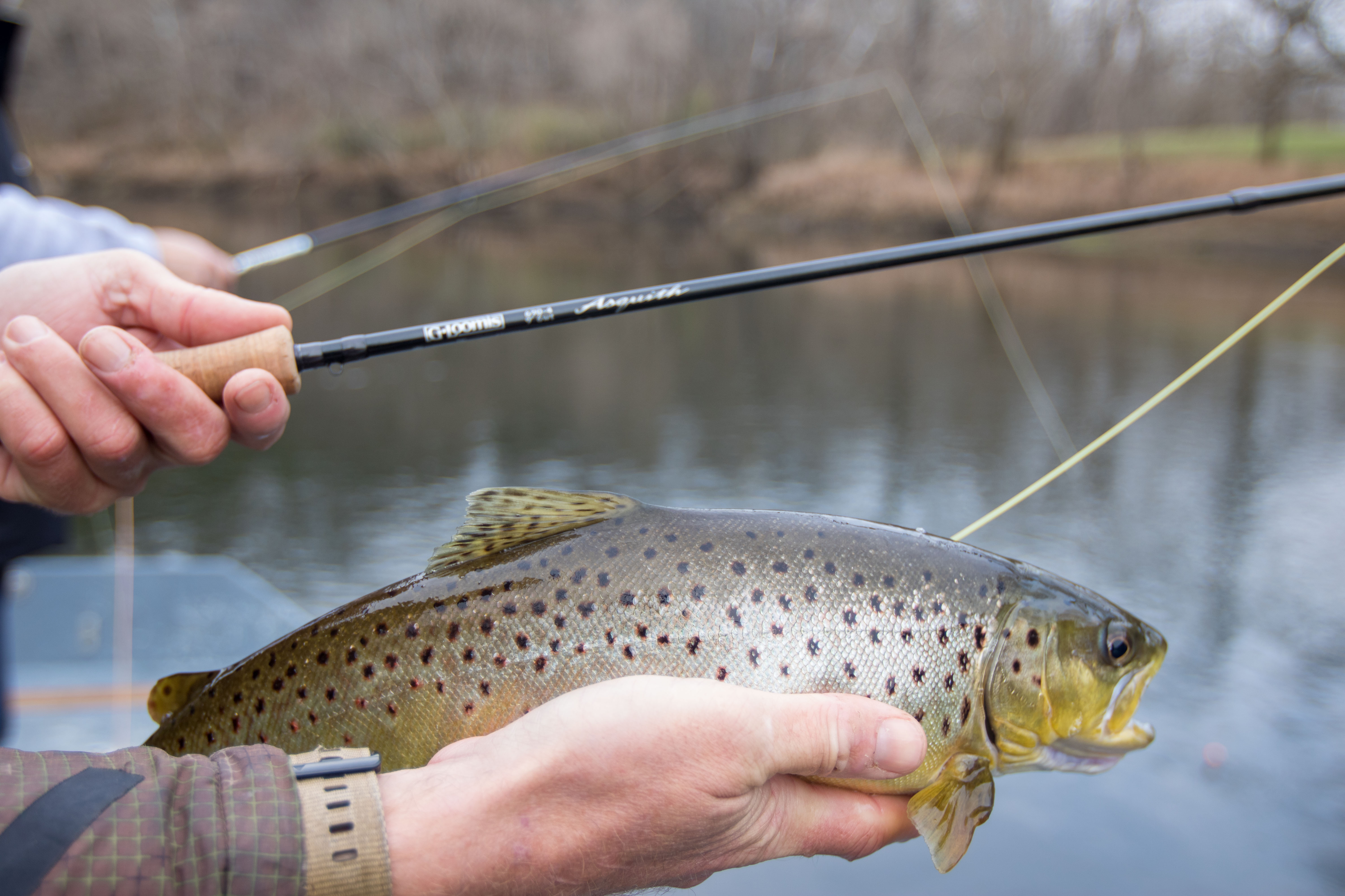A trout being held in an anglers hand, next to a fly rod, over a river.