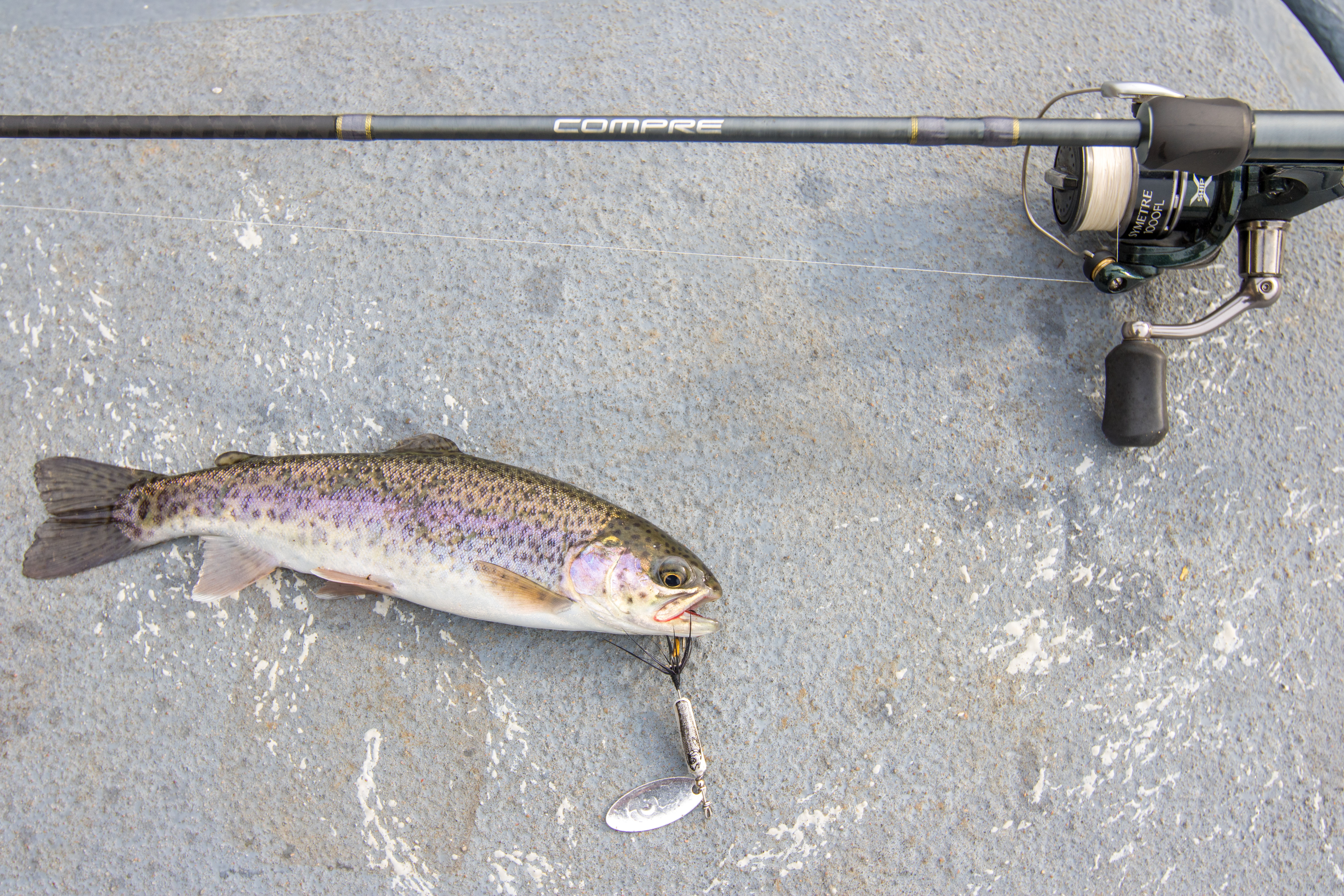 A small rainbow trout with a spinner in its mouth laying next to a fishing rod and reel.