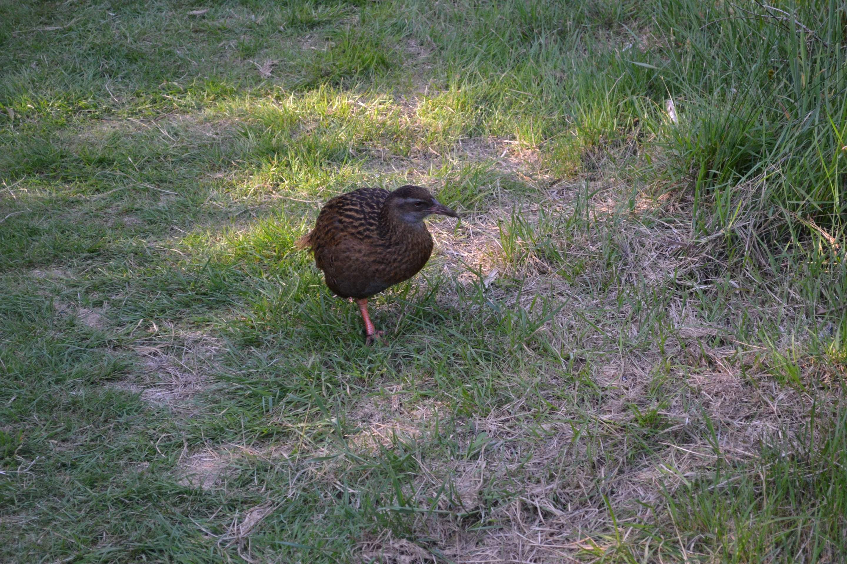 bird walks across grass