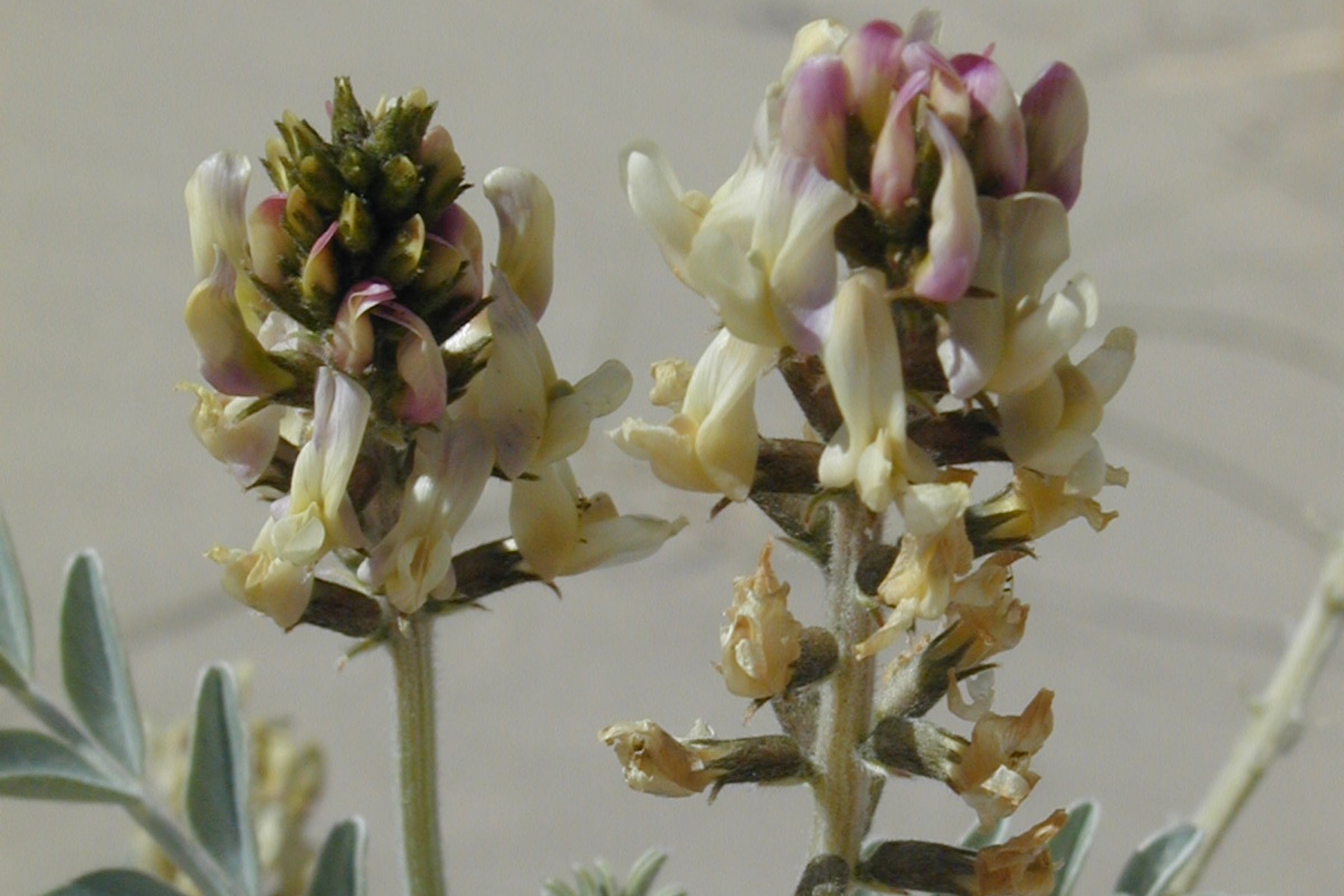 two spiky plants in desert