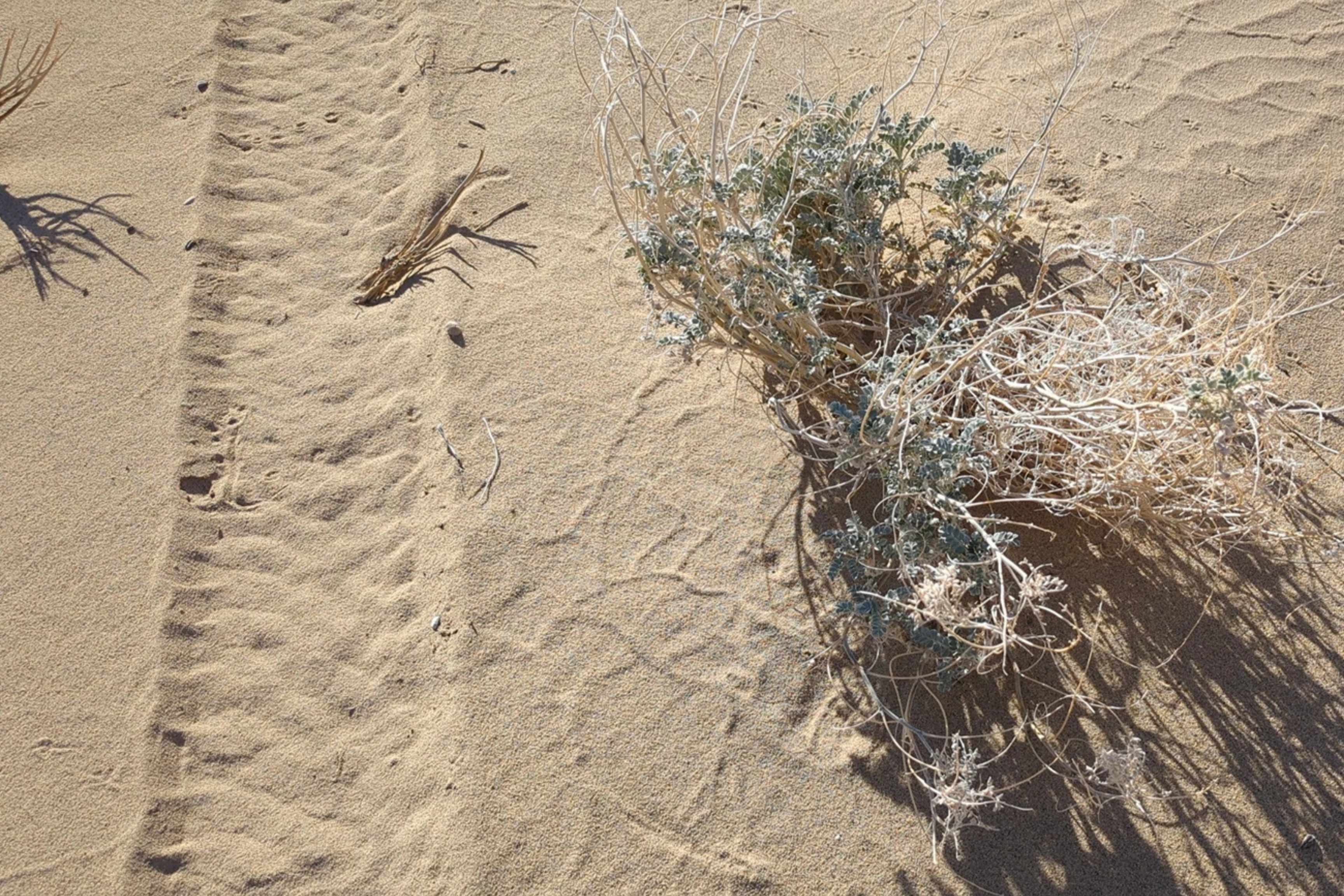 truck track in desert next to plants