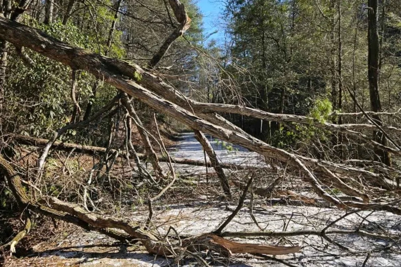 fallen trees block road