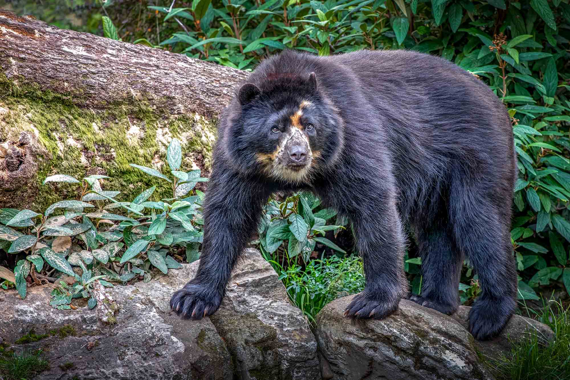 Close-up,Of,An,Isolated,South,American,Spectacled,Bear,In,The