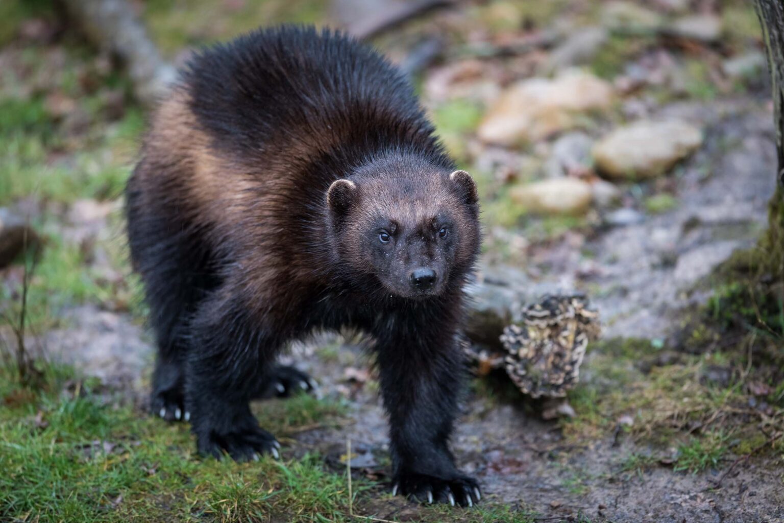 Wolverines Are Returning to Colorado: State Announces First-Ever Reintroduction Plan
