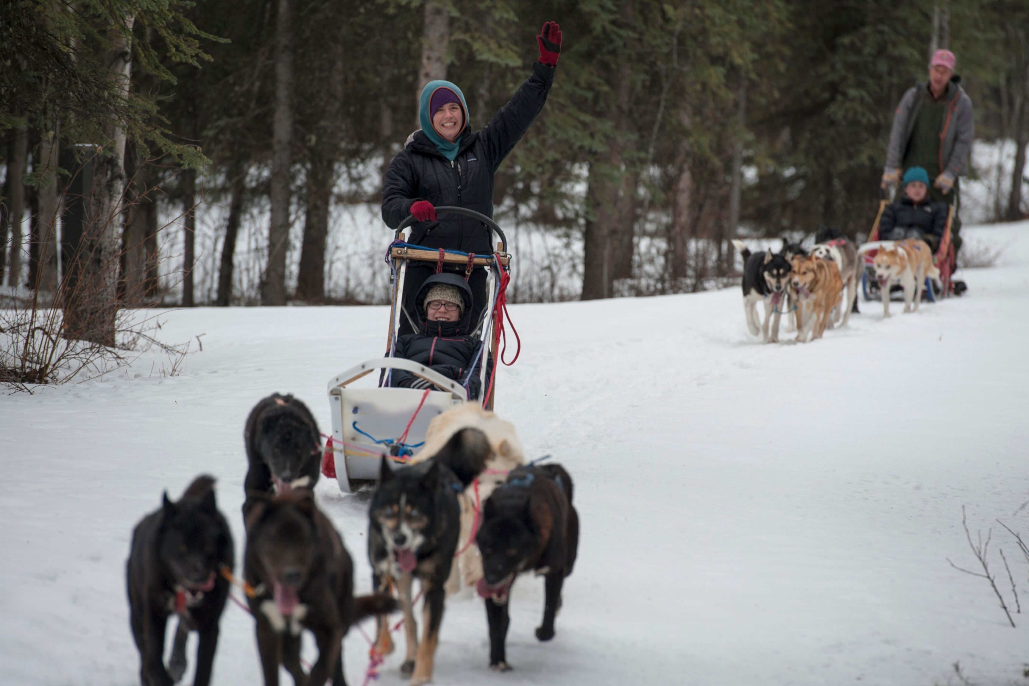 sled dogs pull people in snow