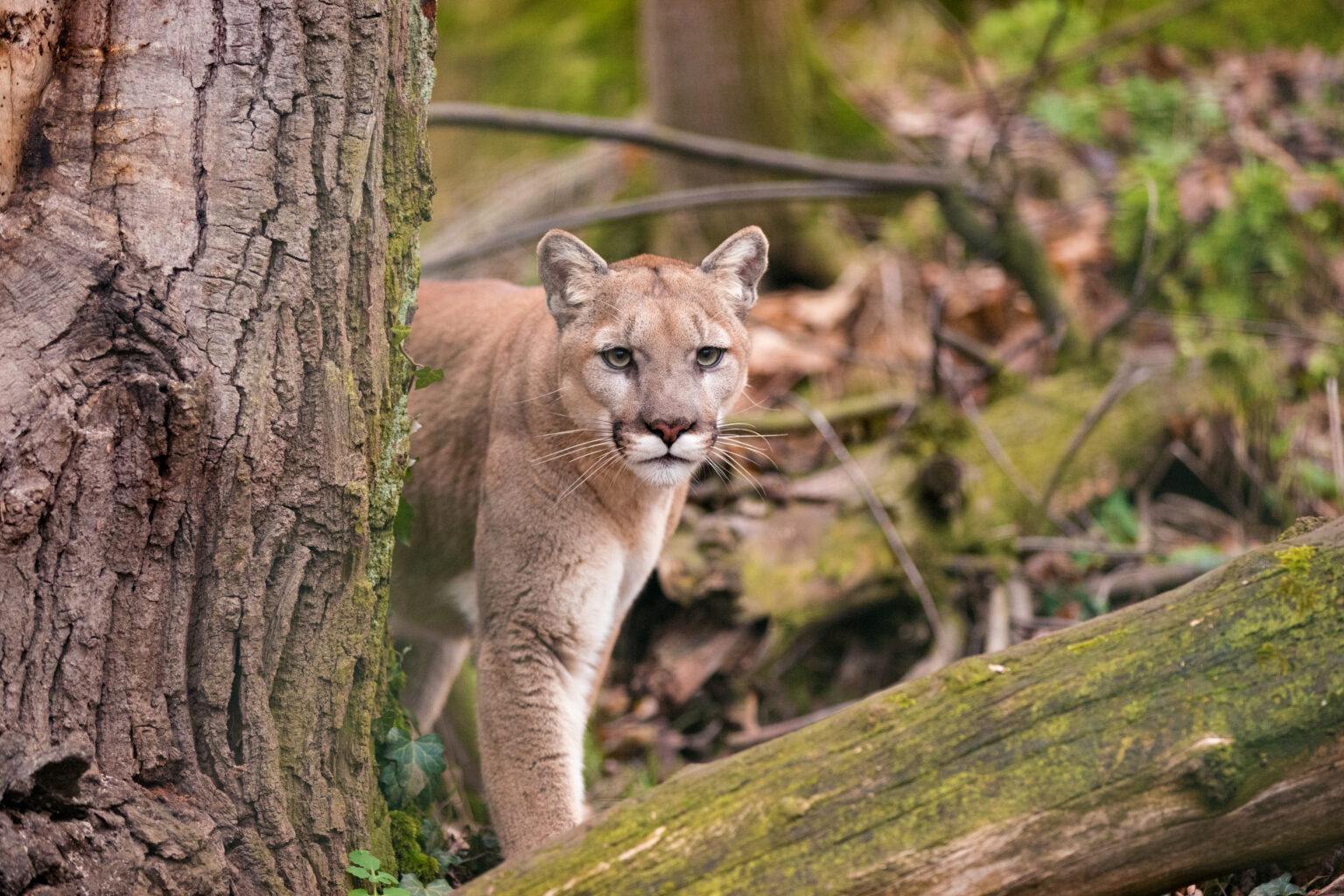 Mountain Lions Gain ‘Endangered’ Protections in CA Mountain Lions Gain ‘Endangered’ Protections in CA