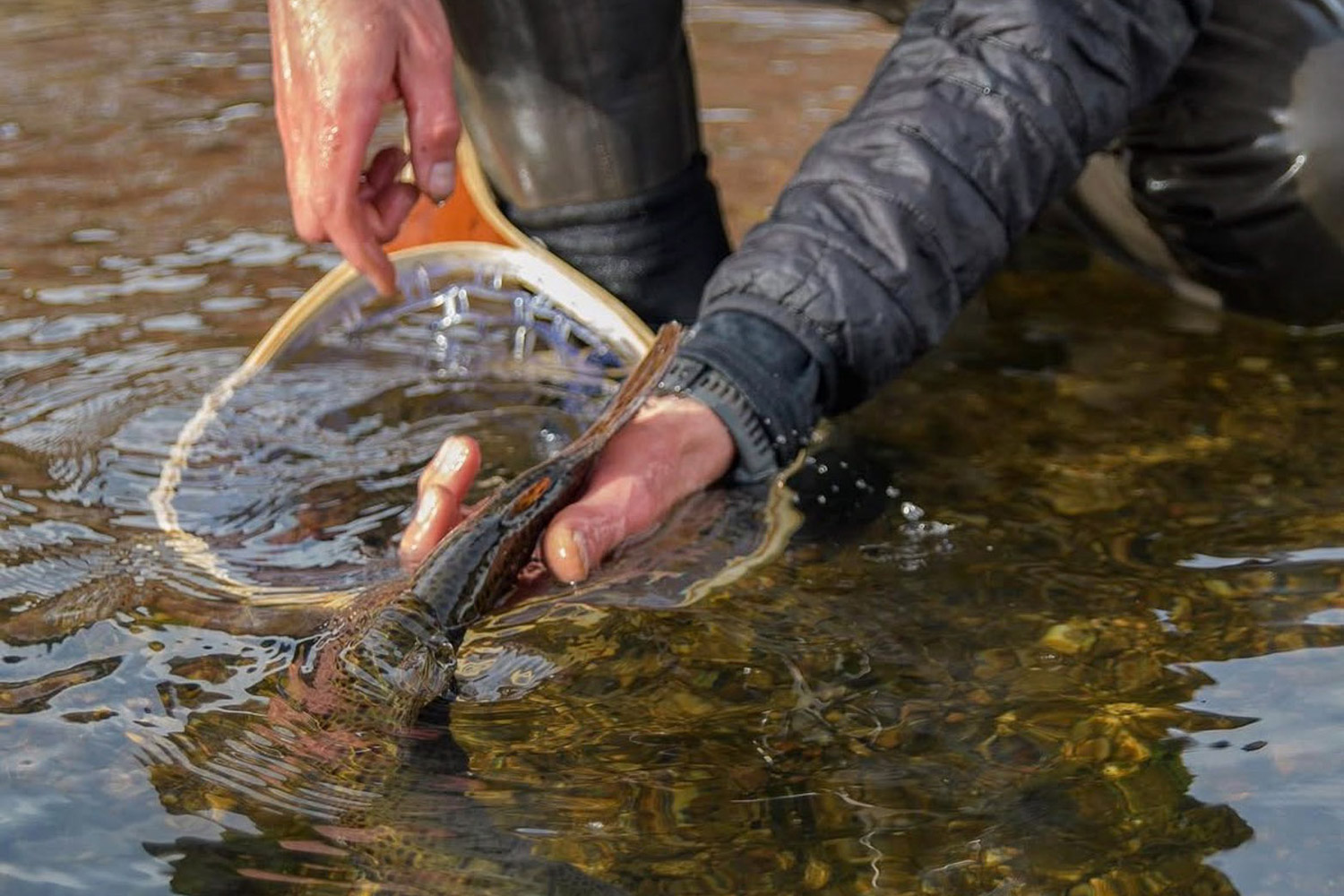 Hands in insulated PrimaLoft sleeves gently release a trout back into shallow, clear water