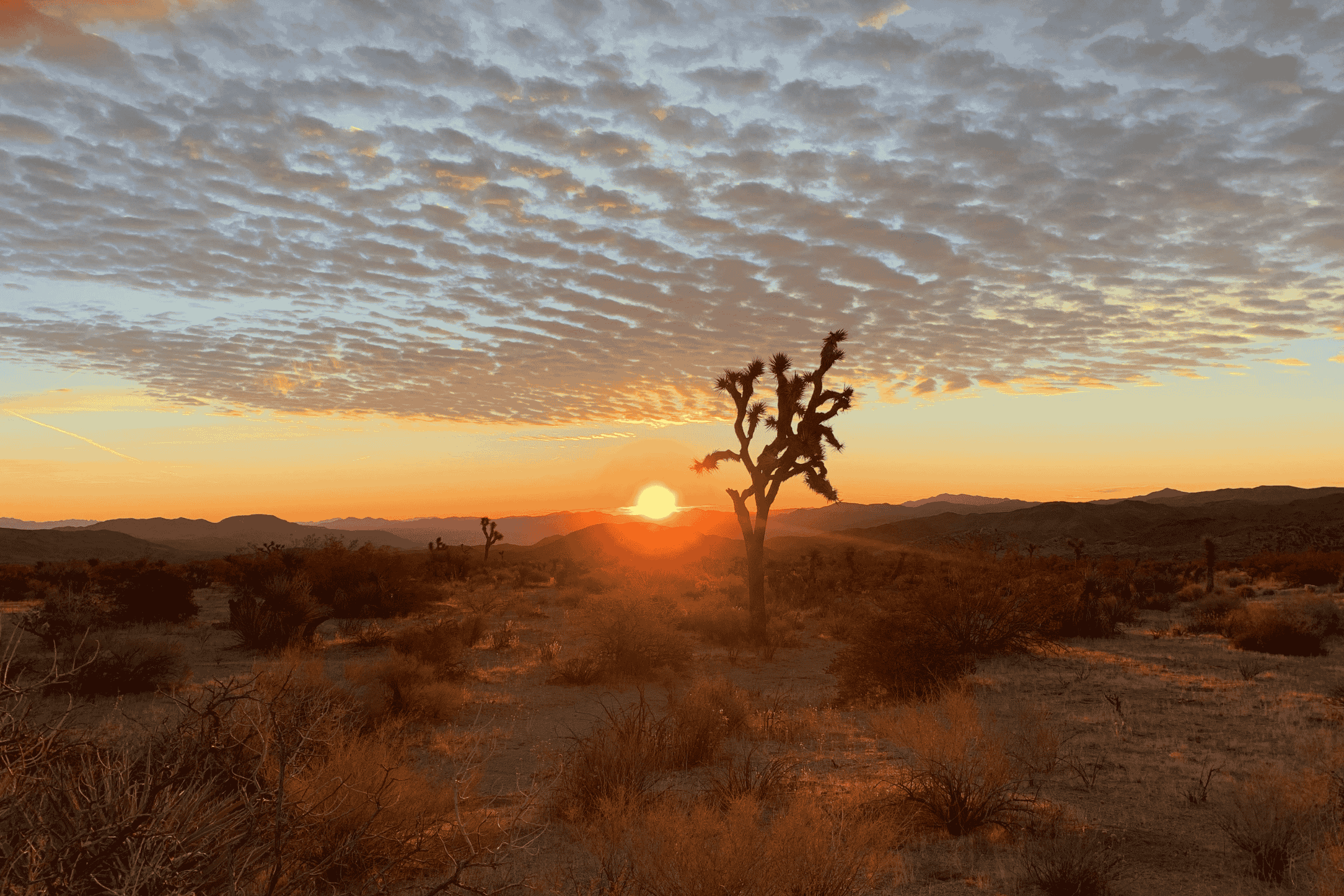 joshua tree national park at sunset