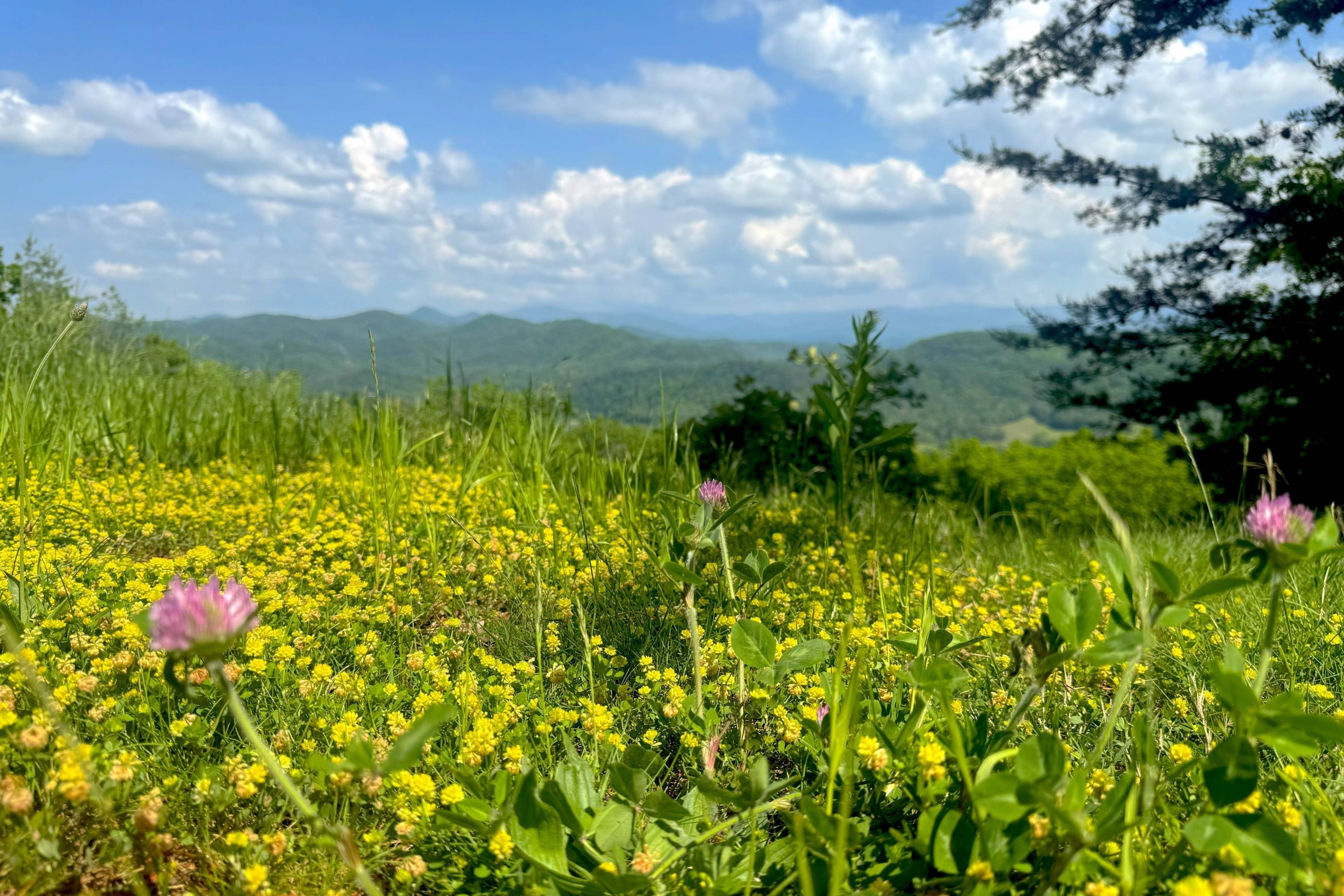 wildflowers in meadow with mountains