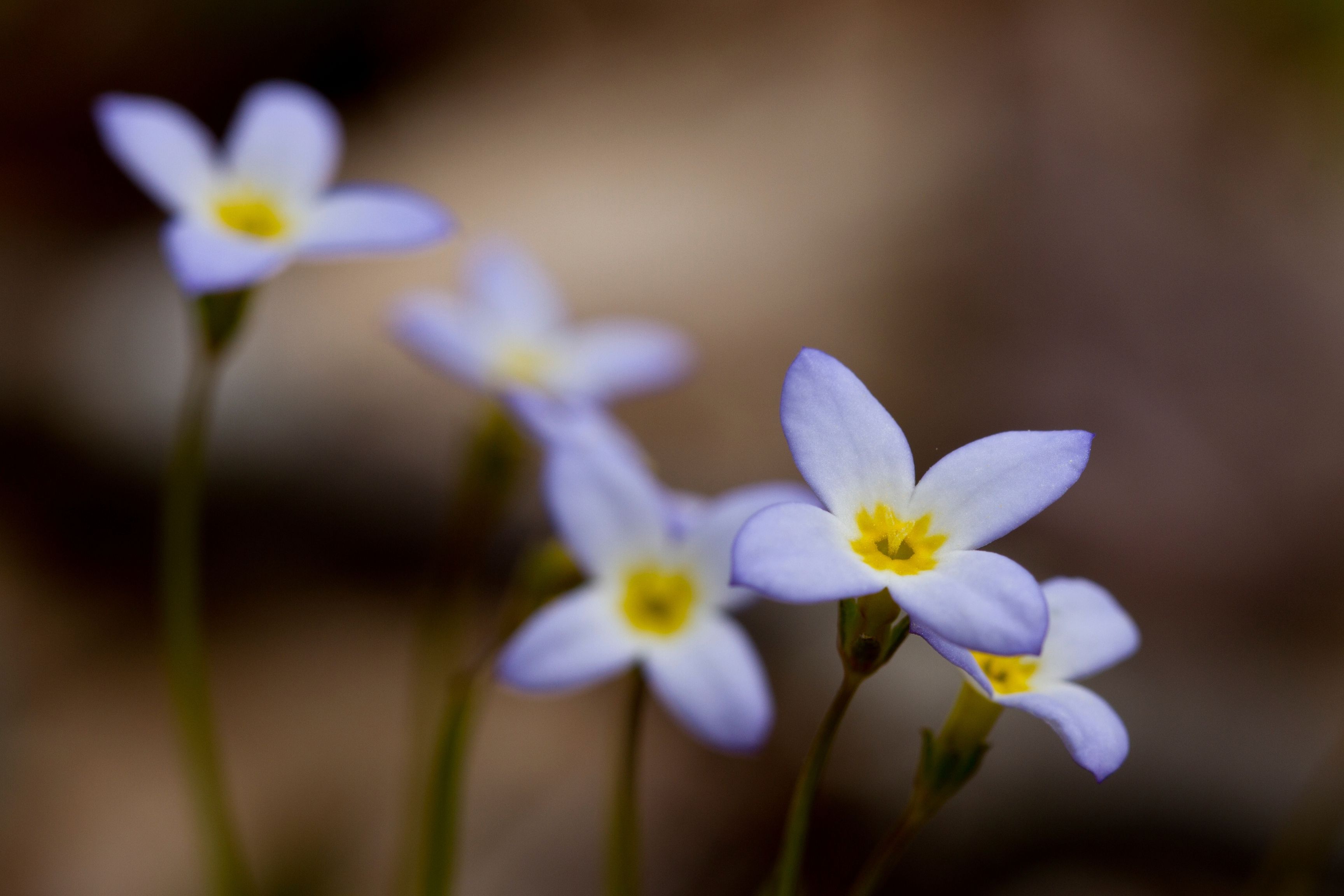 close up shot of blue and yellow flowers