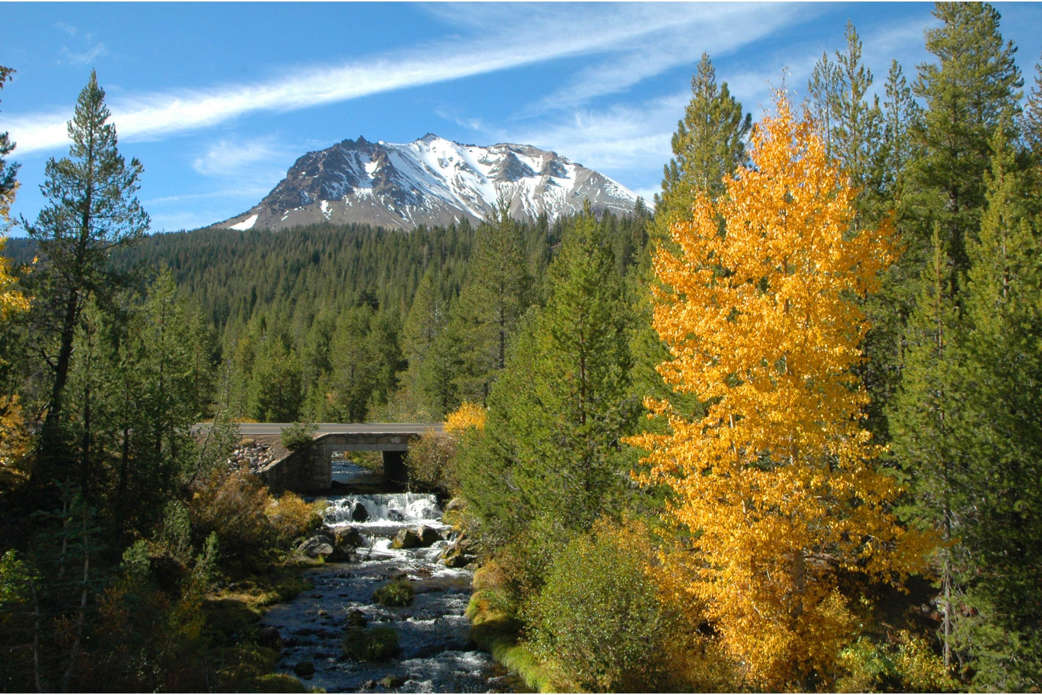 river surrounded by trees with snowy mountain in background