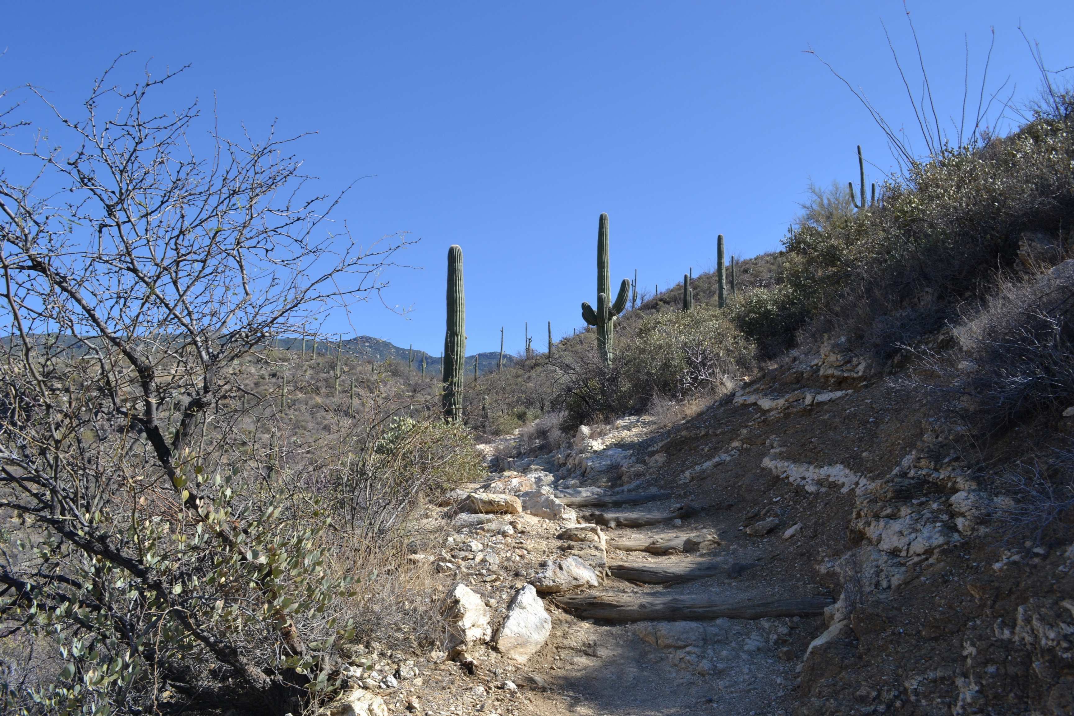 trail though desert landscape with cacti
