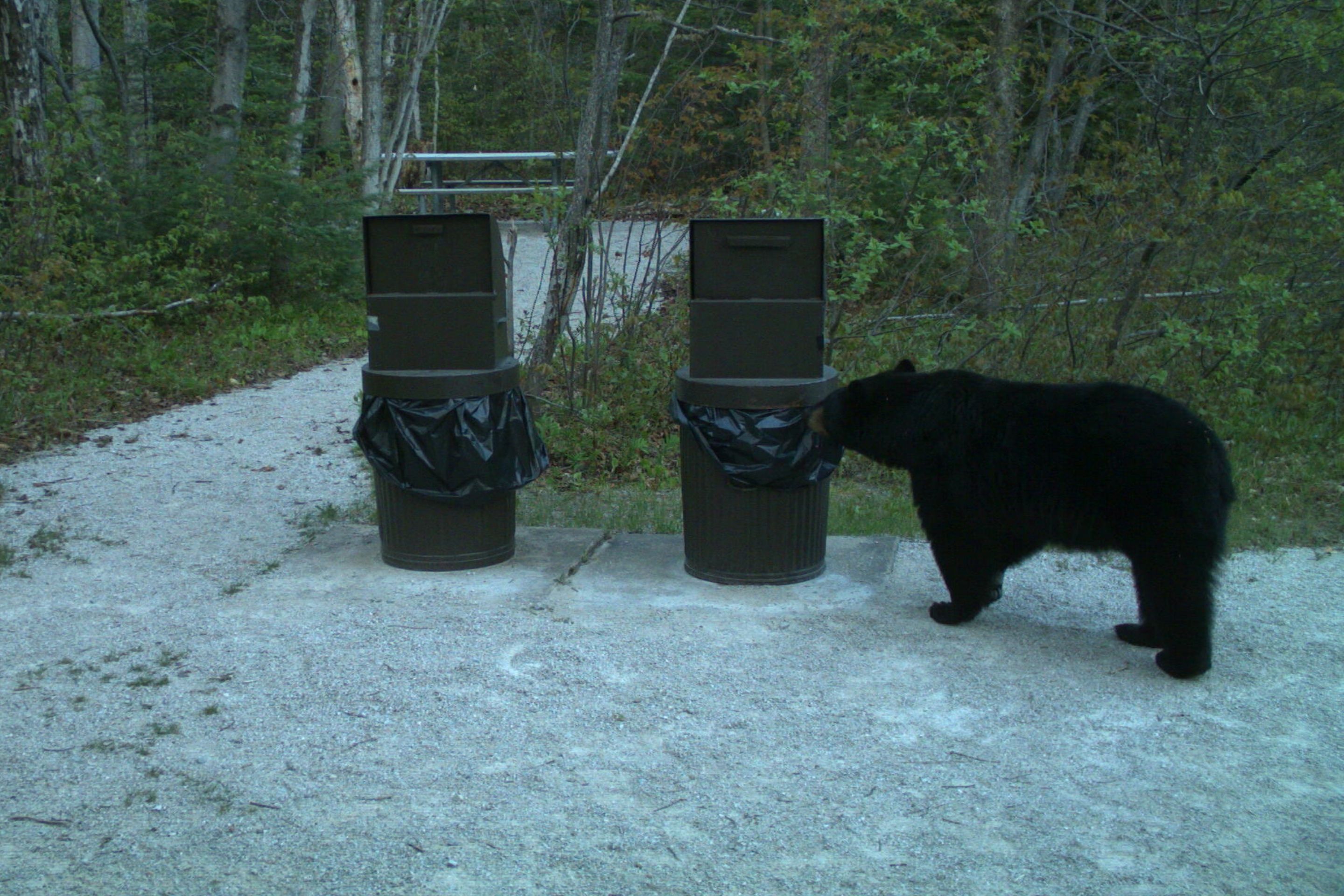 a black bear sniffs at a trash can outside