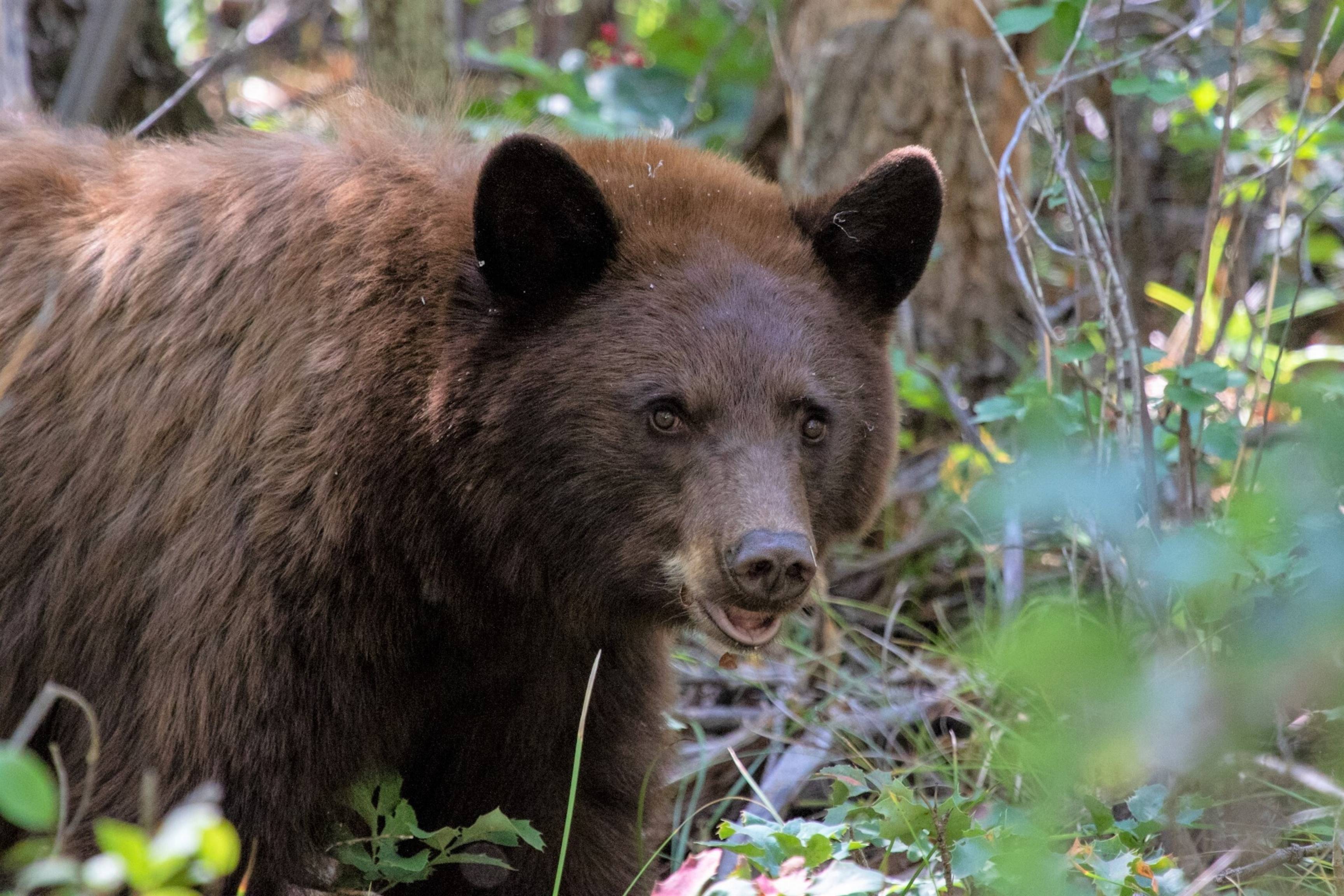 close up shot of black bear