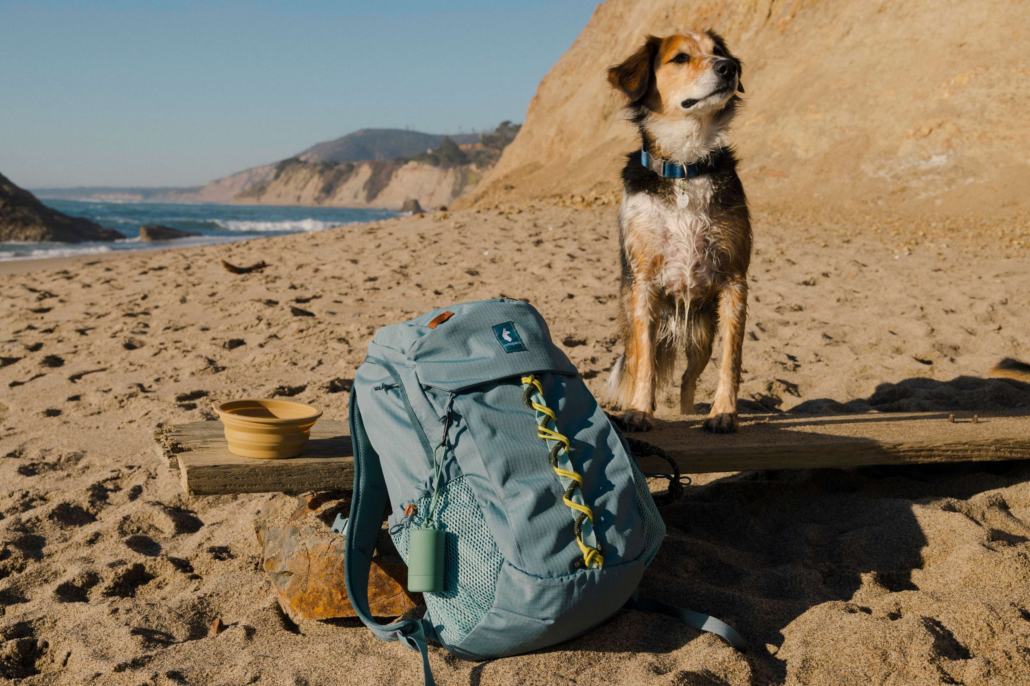 dog sits on beach next to blue backpack
