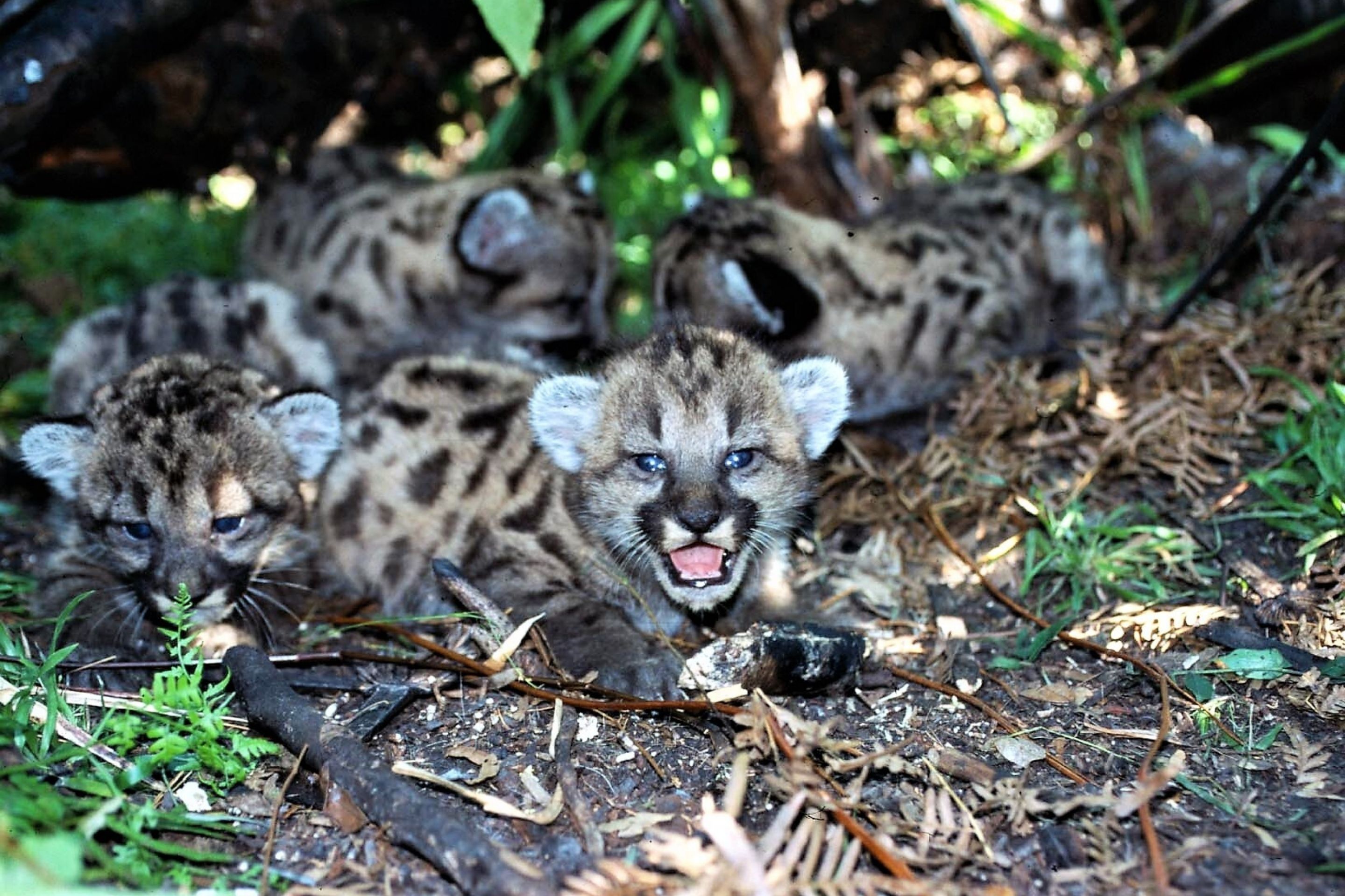 florida panther cubs with mouths open