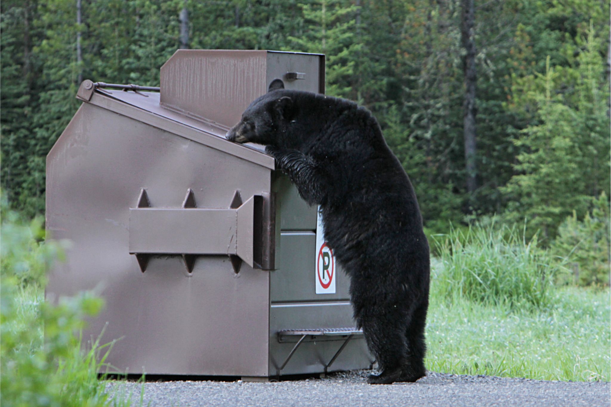 Black bear stands/leans on dumspter